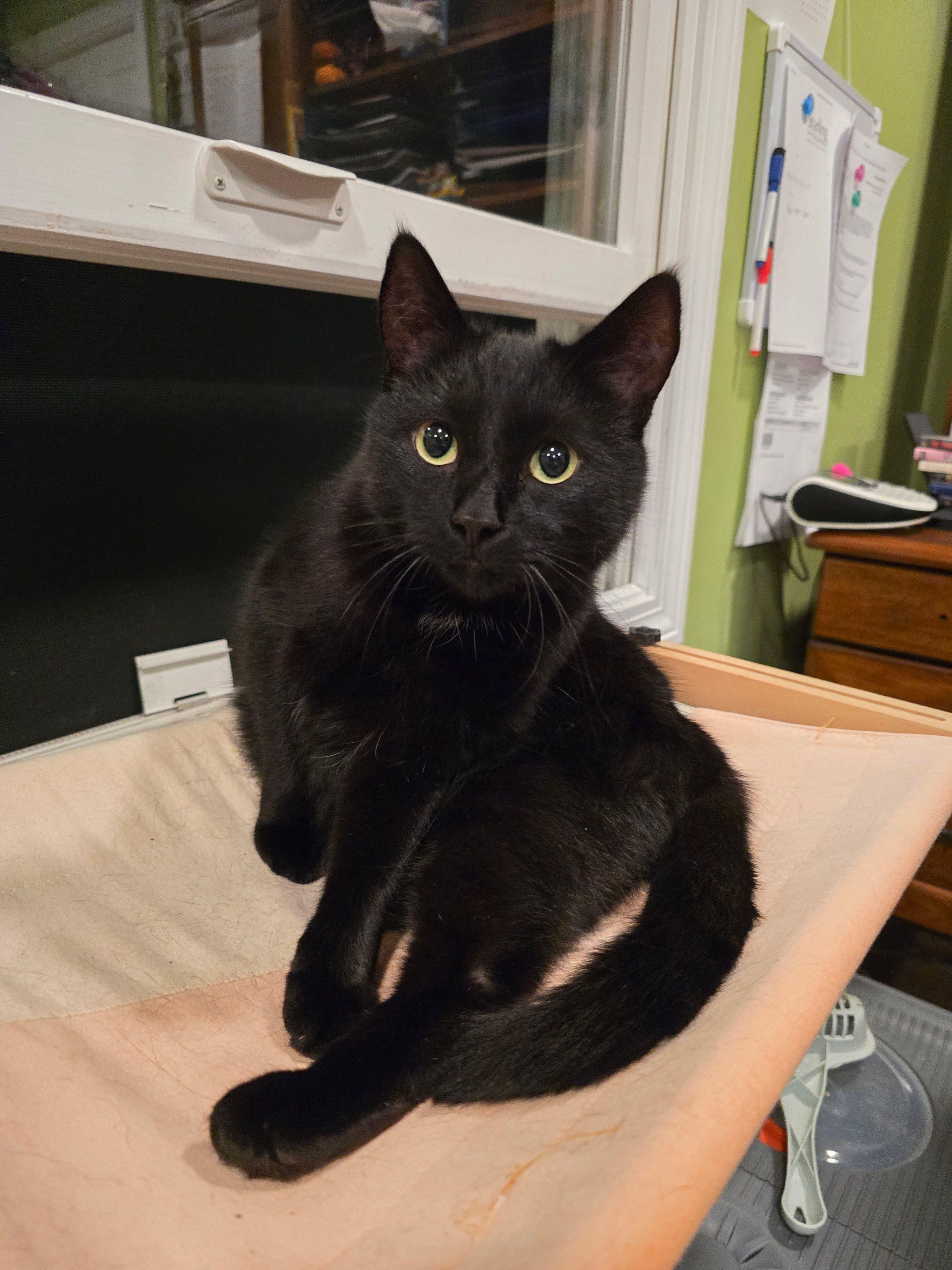 Enlarge Bailey, a Adoptable Domestic Short Hair in Enfield, CT image 5/6
