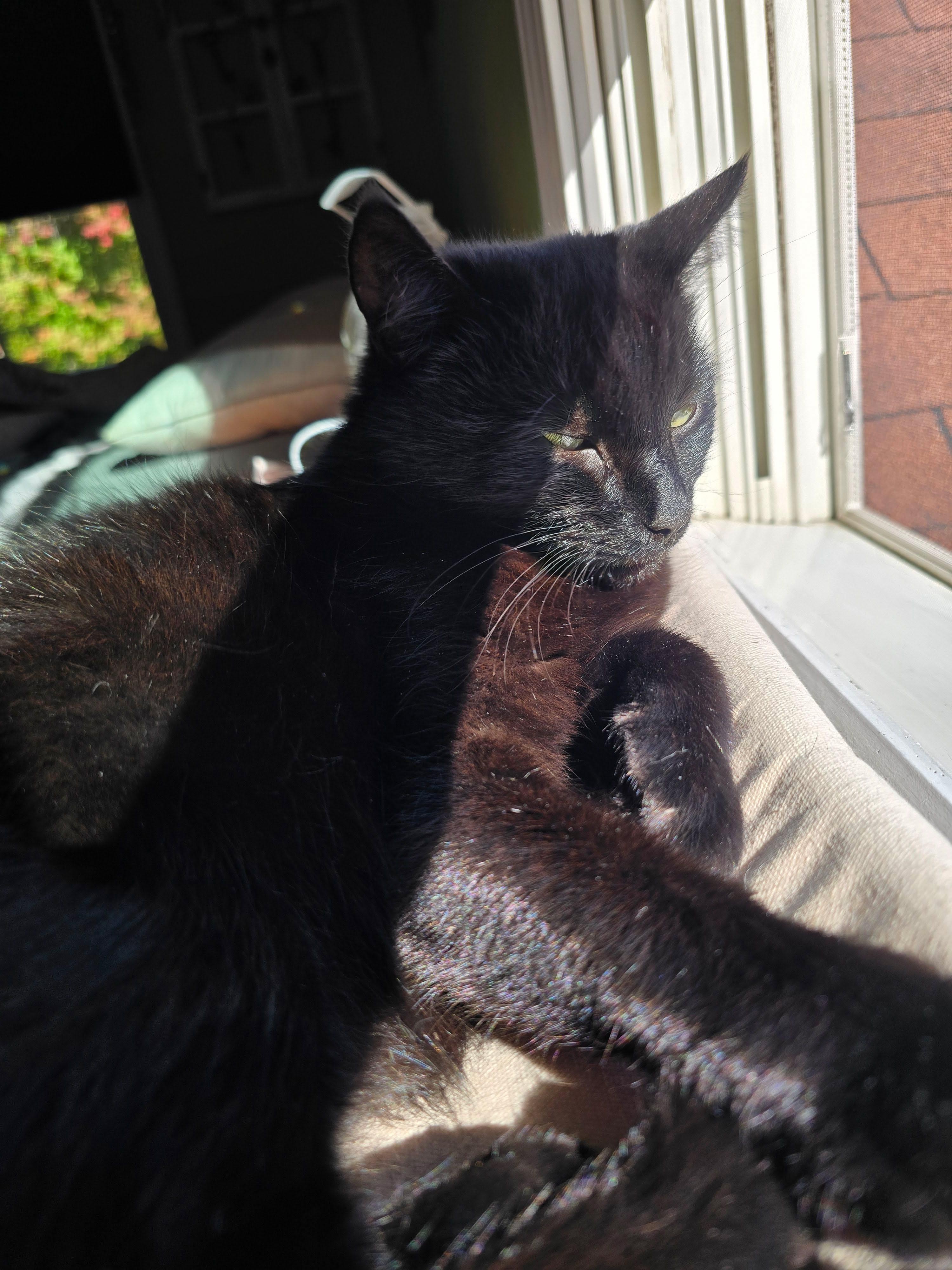 Enlarge Bailey, a Adoptable Domestic Short Hair in Enfield, CT image 6/6