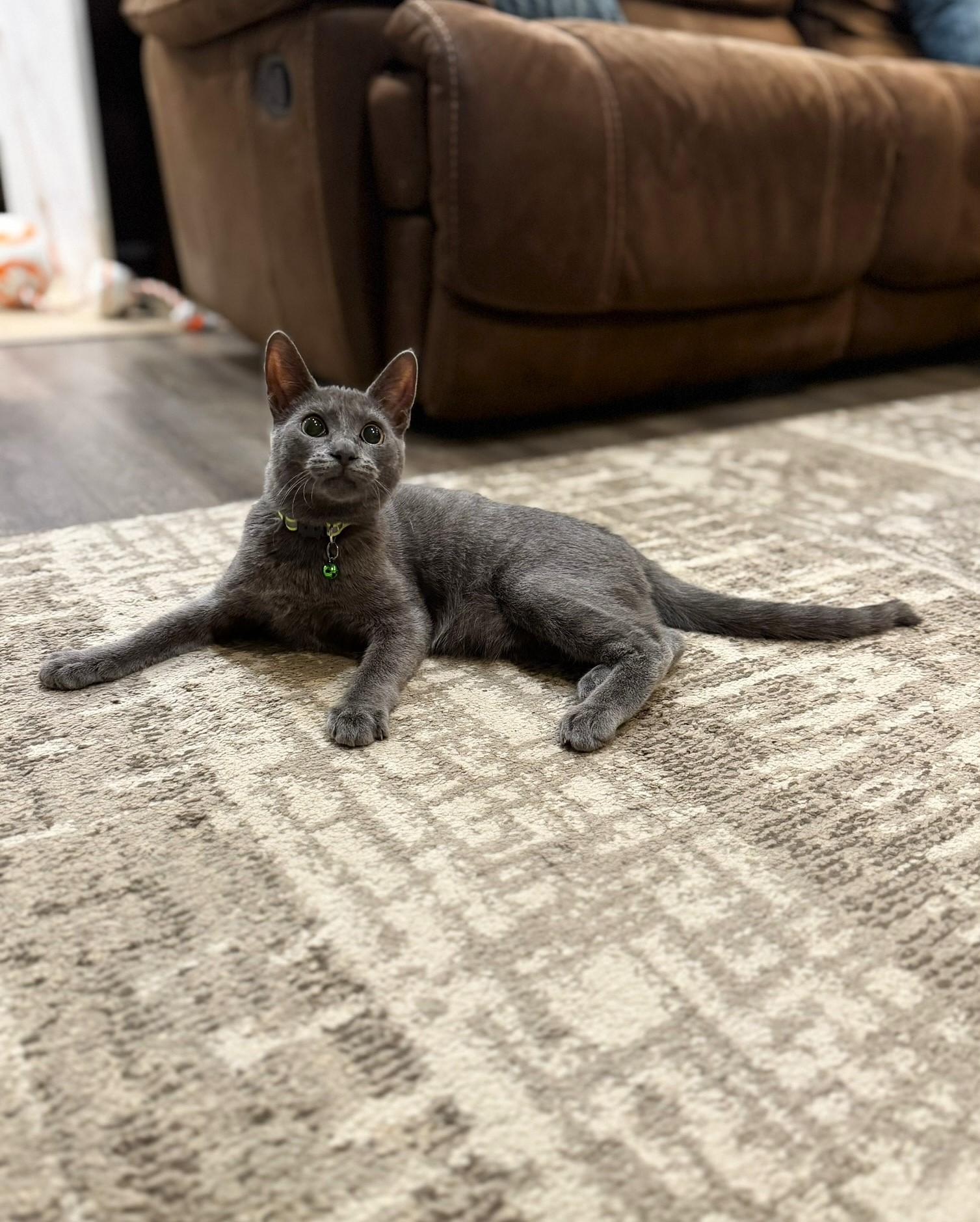 Tilly, Adoptable, Young Female Domestic Short Hair.