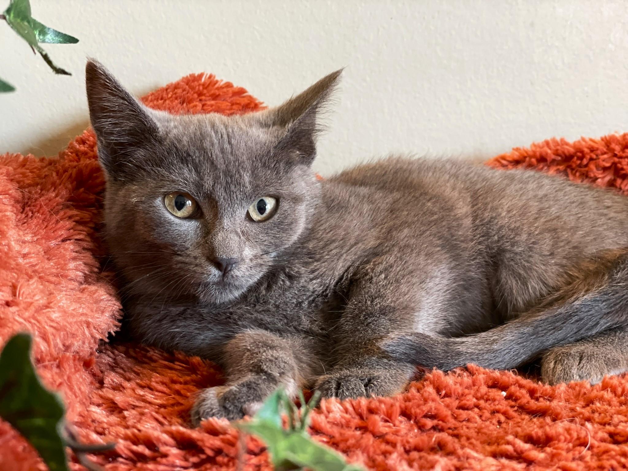 Tilly, a Adoptable Domestic Short Hair in Taylor, MI image 3/6