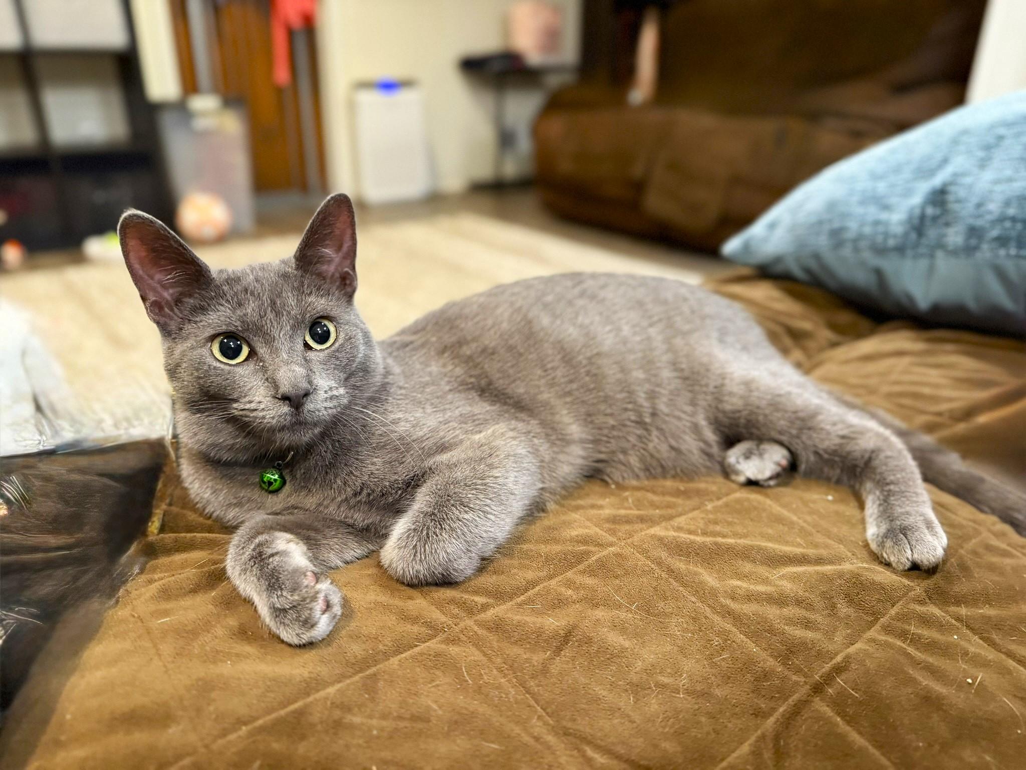 Tilly, a Adoptable Domestic Short Hair in Taylor, MI image 6/6