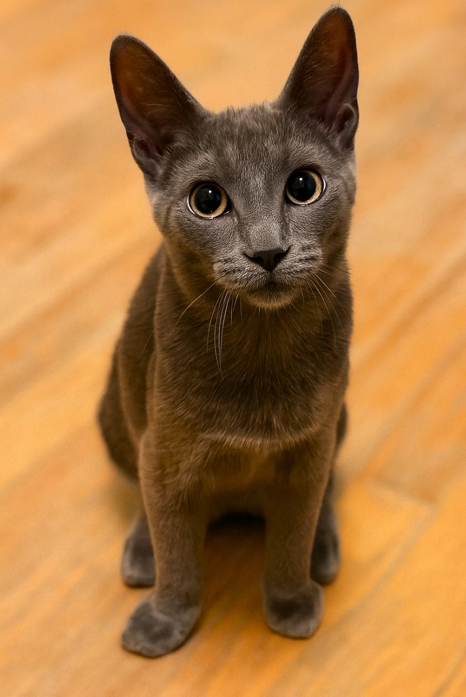 Tilly, a Adoptable Domestic Short Hair in Taylor, MI image 4/6