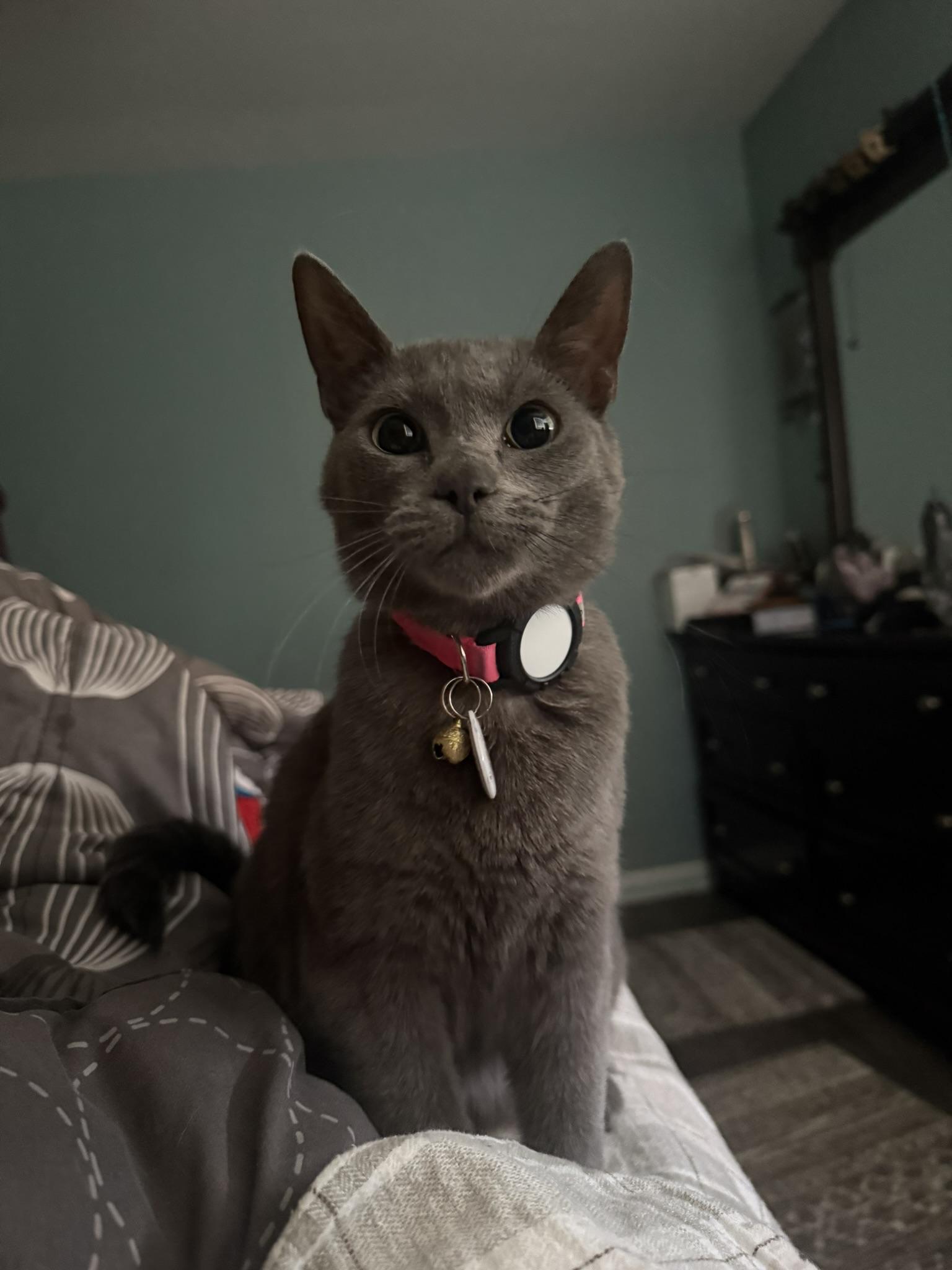 Tilly , a Adoptable Domestic Short Hair in Taylor, MI image 2/6