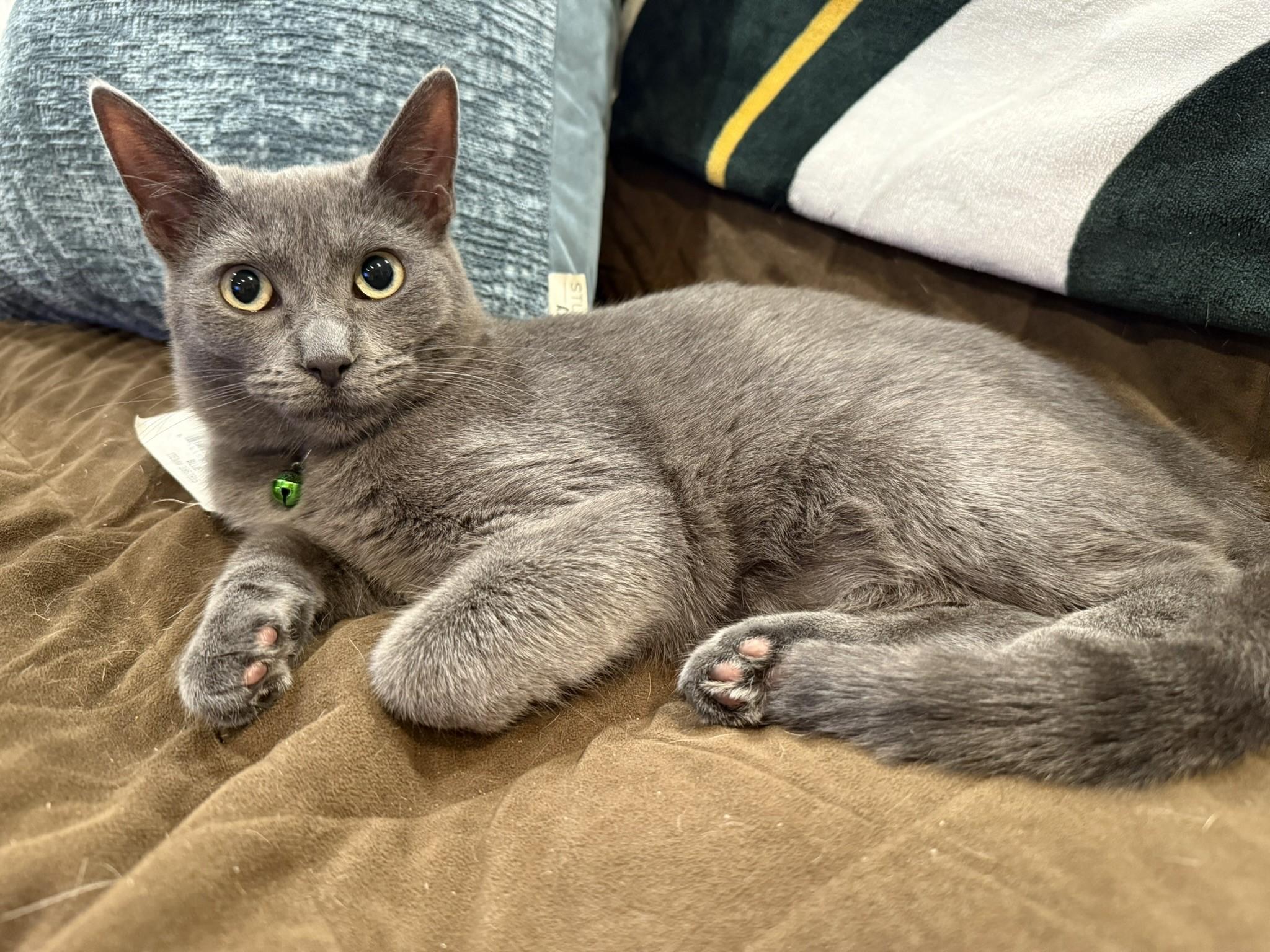 Tilly, a Adoptable Domestic Short Hair in Taylor, MI image 1/6