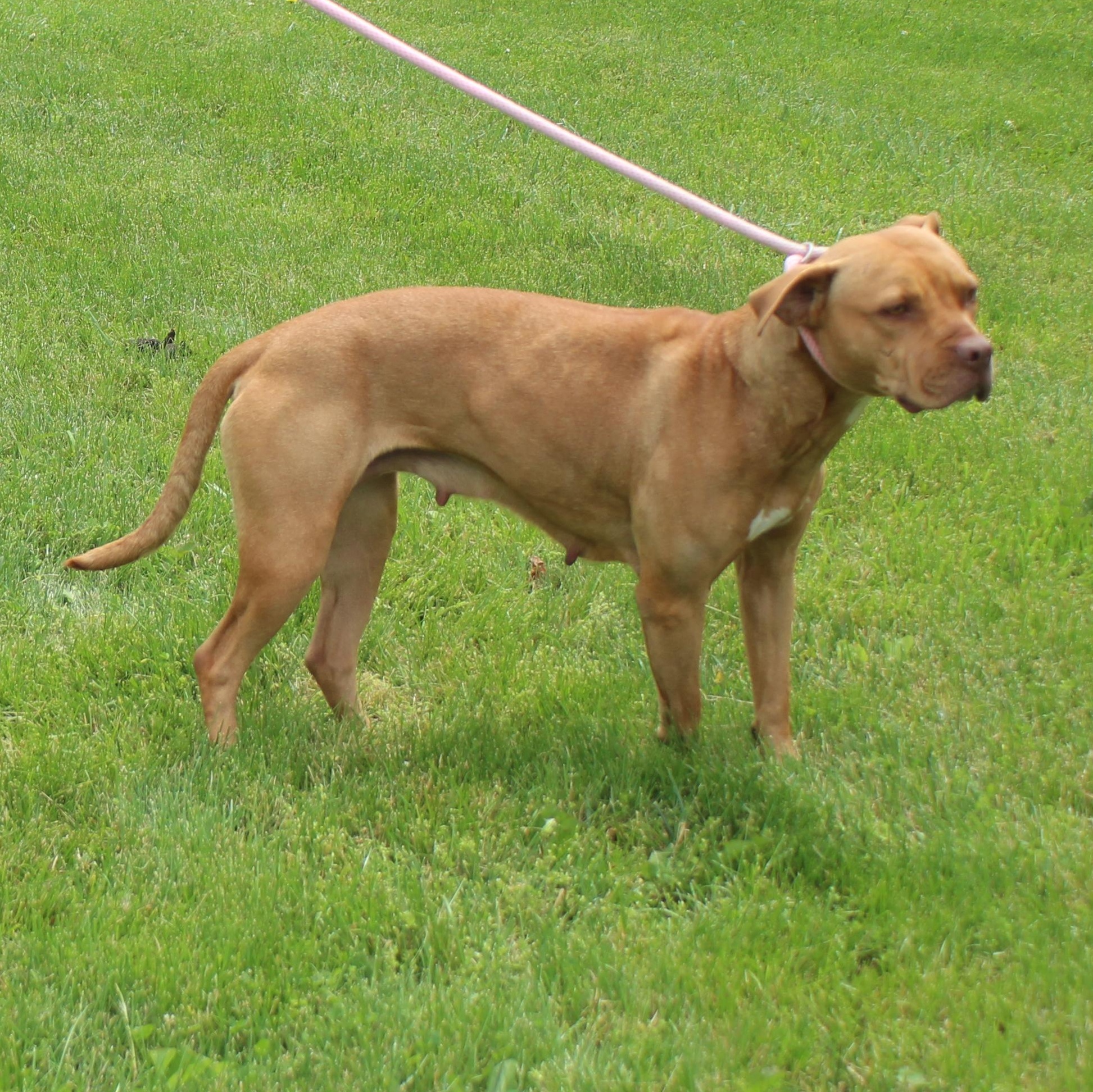 Mama (11914), ADOPTABLE, Adult Female Pit Bull Terrier.