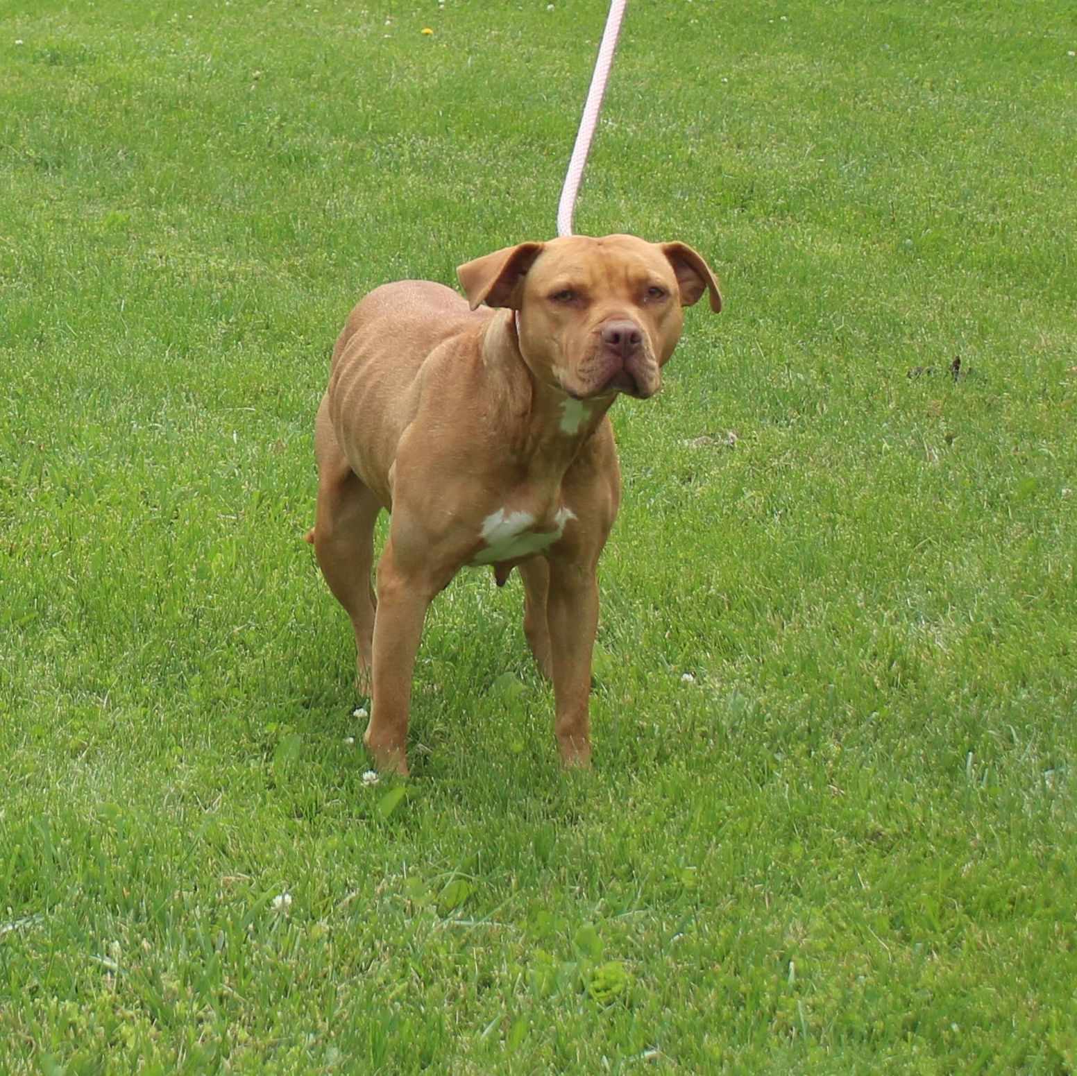 Mama (11914), a ADOPTABLE mixed breed in Heath, OH image 2/2