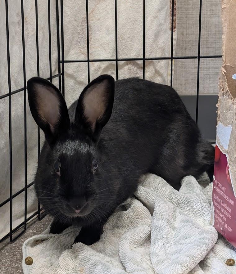 Enlarge Eloise, a ADOPTABLE Bunny Rabbit in Coquitlam, BC image 1/1