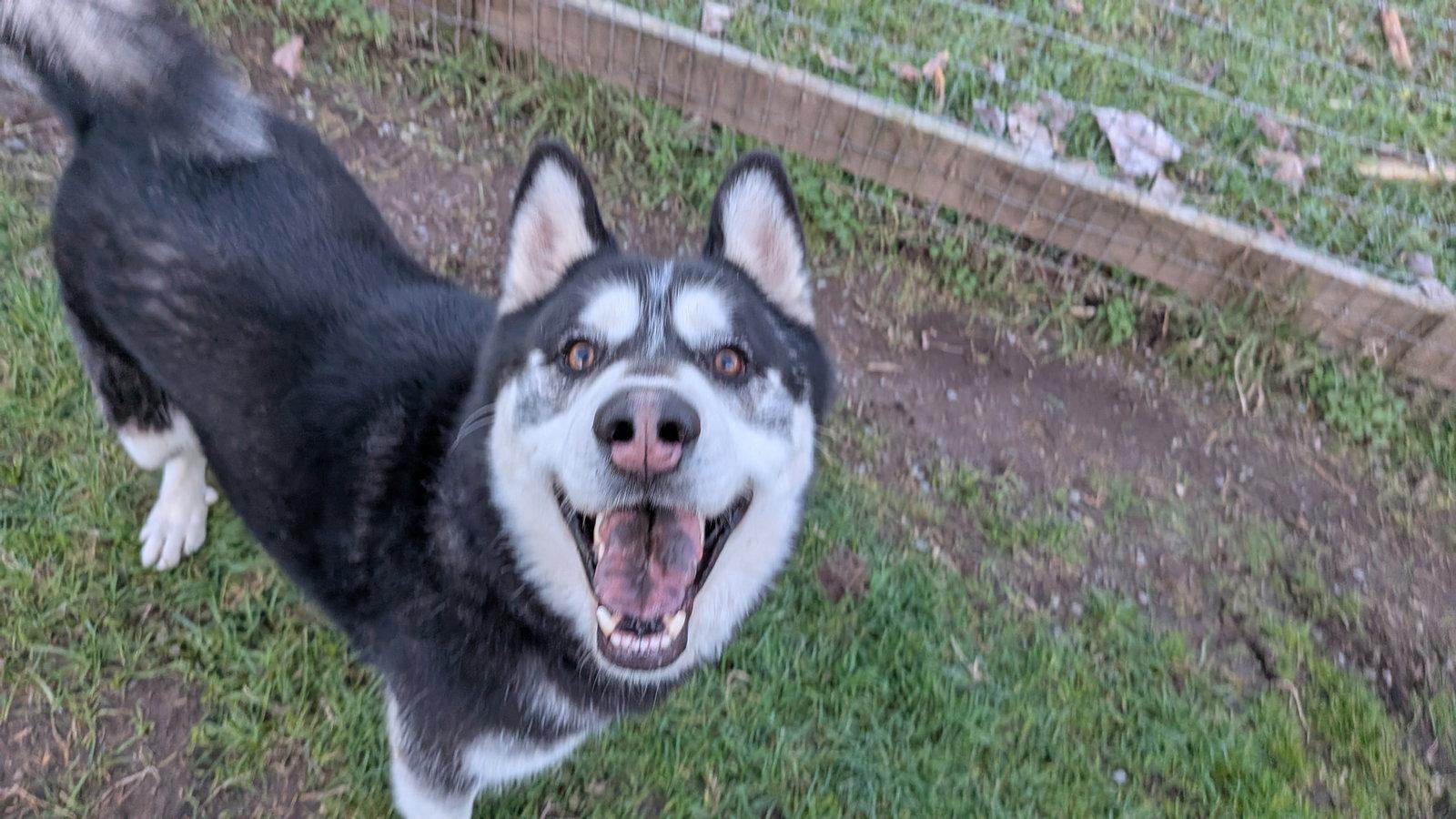 Enlarge DUKE, a Adoptable Alaskan Malamute in Seattle, WA image 1/3