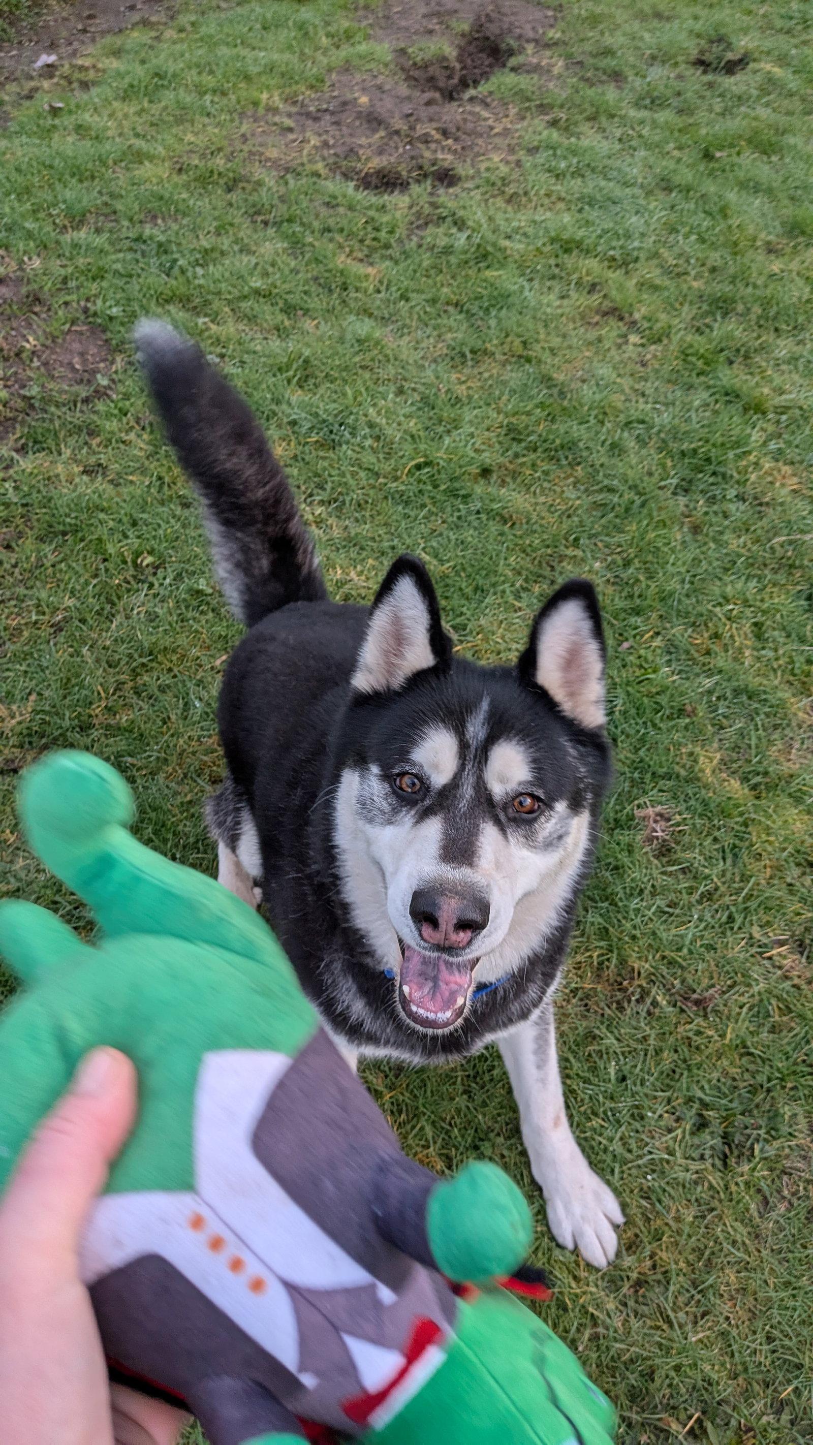Enlarge DUKE, a Adoptable Alaskan Malamute in Seattle, WA image 2/3