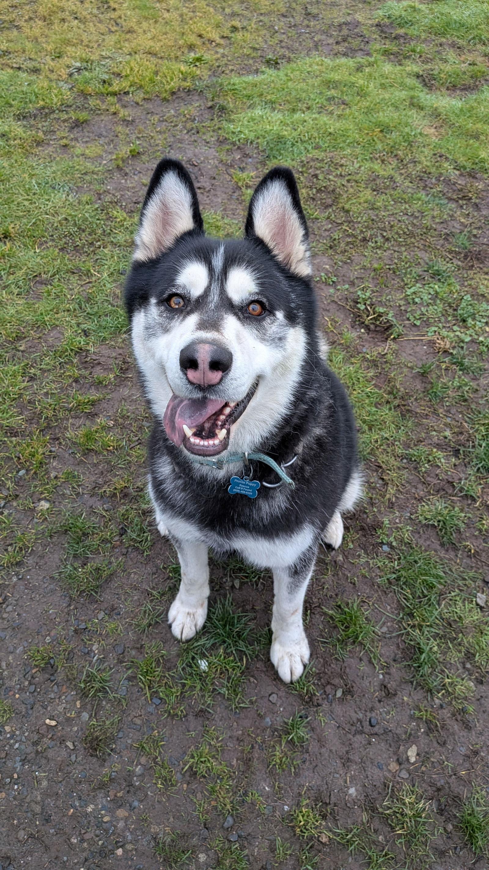 DUKE, Adoptable, Adult Male Alaskan Malamute.