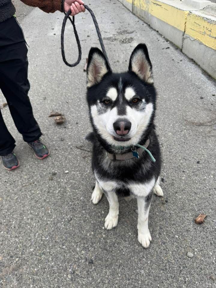 Enlarge DUKE, a Adoptable Alaskan Malamute in Seattle, WA image 2/3