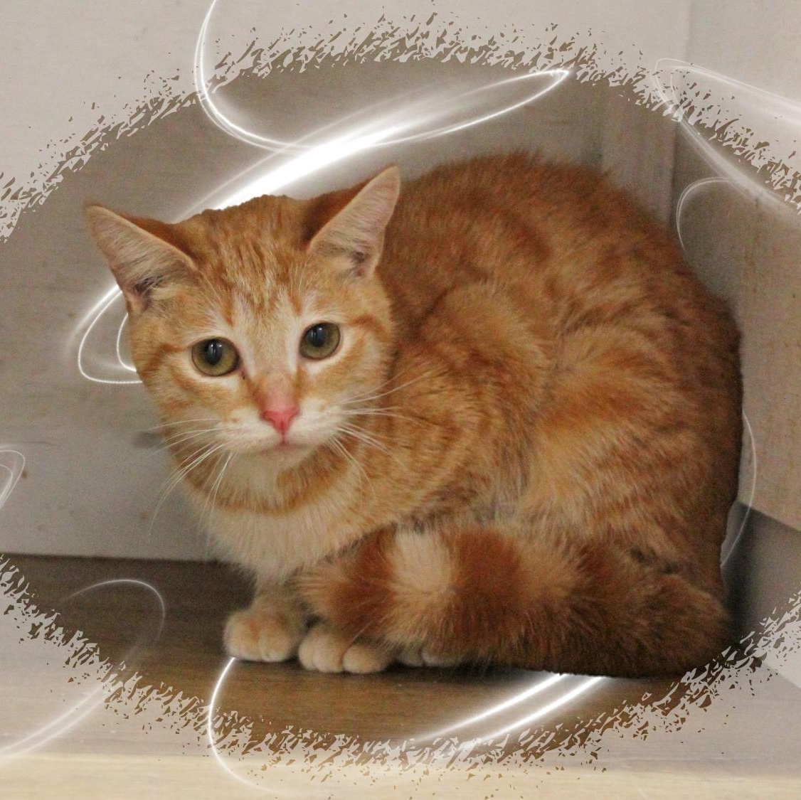 Enlarge Ivy, a ADOPTABLE Tabby in Amelia, OH image 1/1
