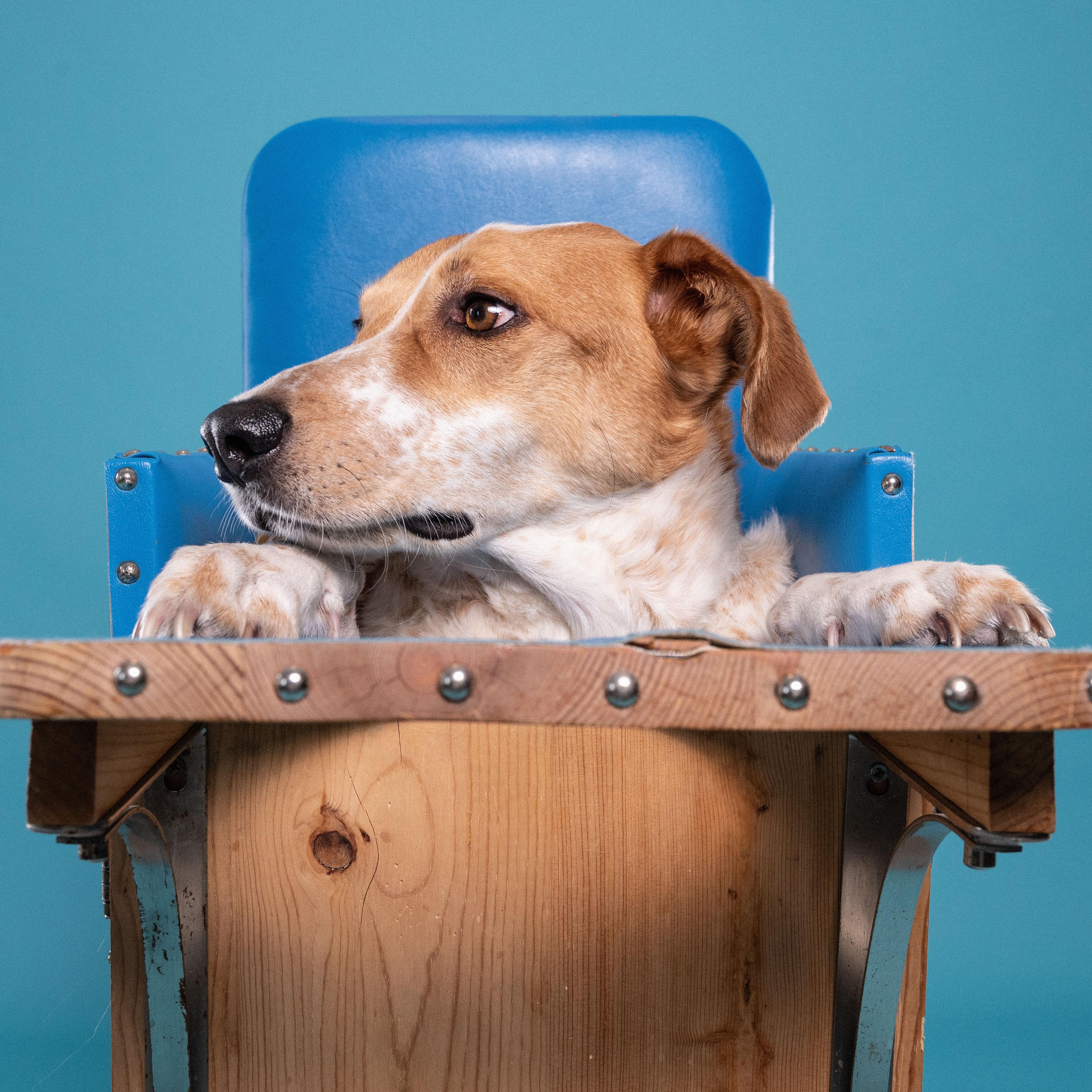 Enlarge Dexter, a Adoptable mixed breed in Mississauga, ON image 3/6