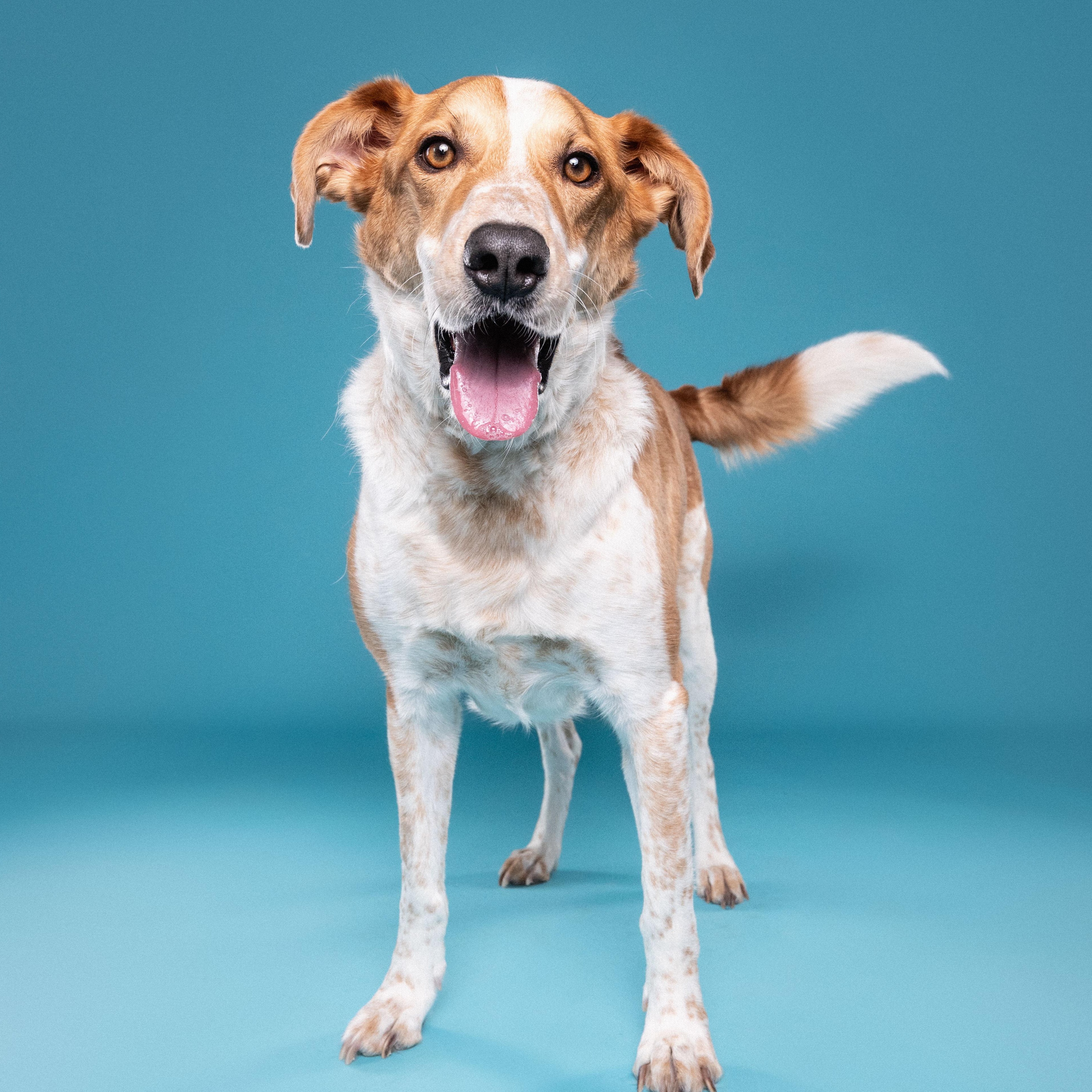 Enlarge Dexter, a Adoptable mixed breed in Mississauga, ON image 2/6