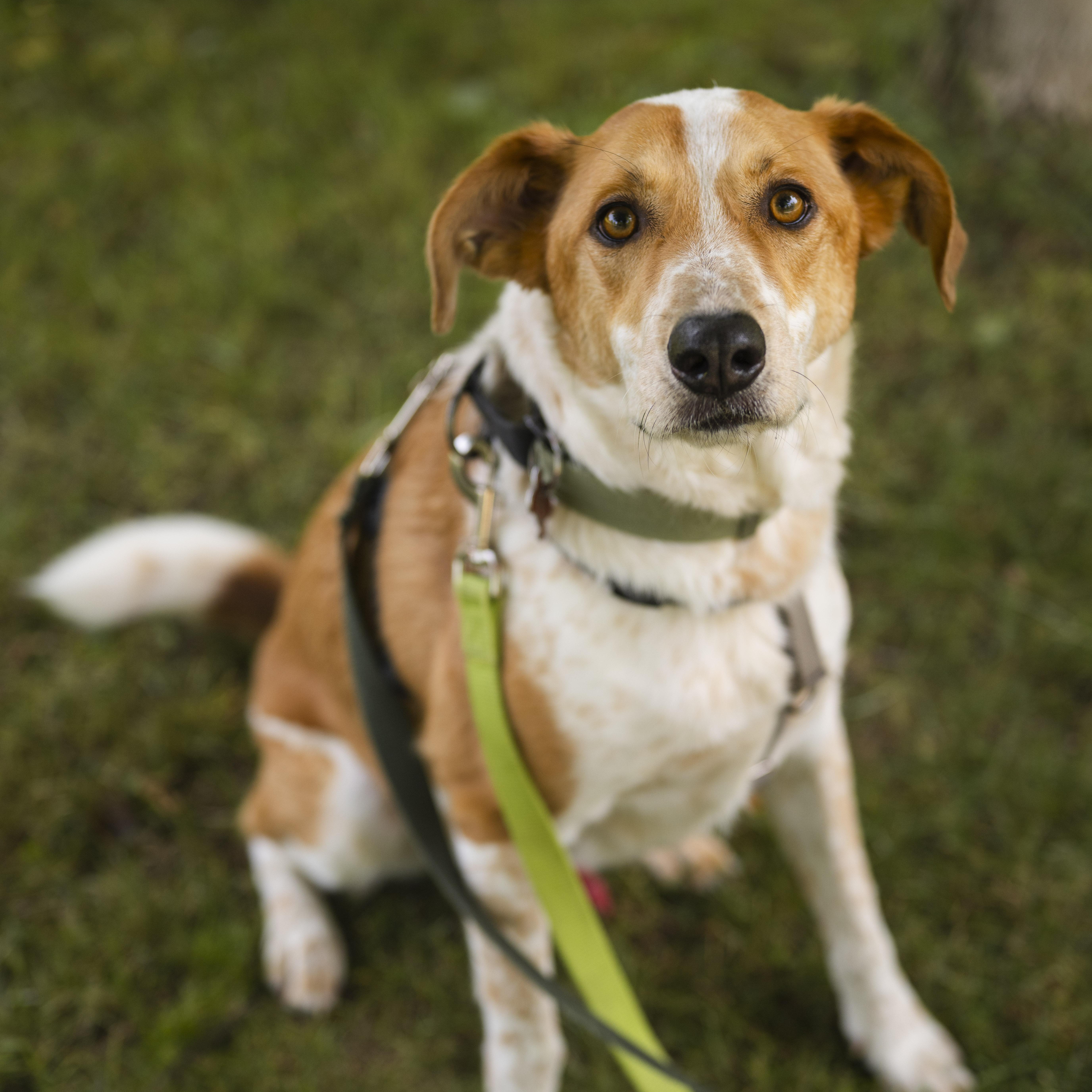 Enlarge Dexter, a Adoptable mixed breed in Mississauga, ON image 5/6