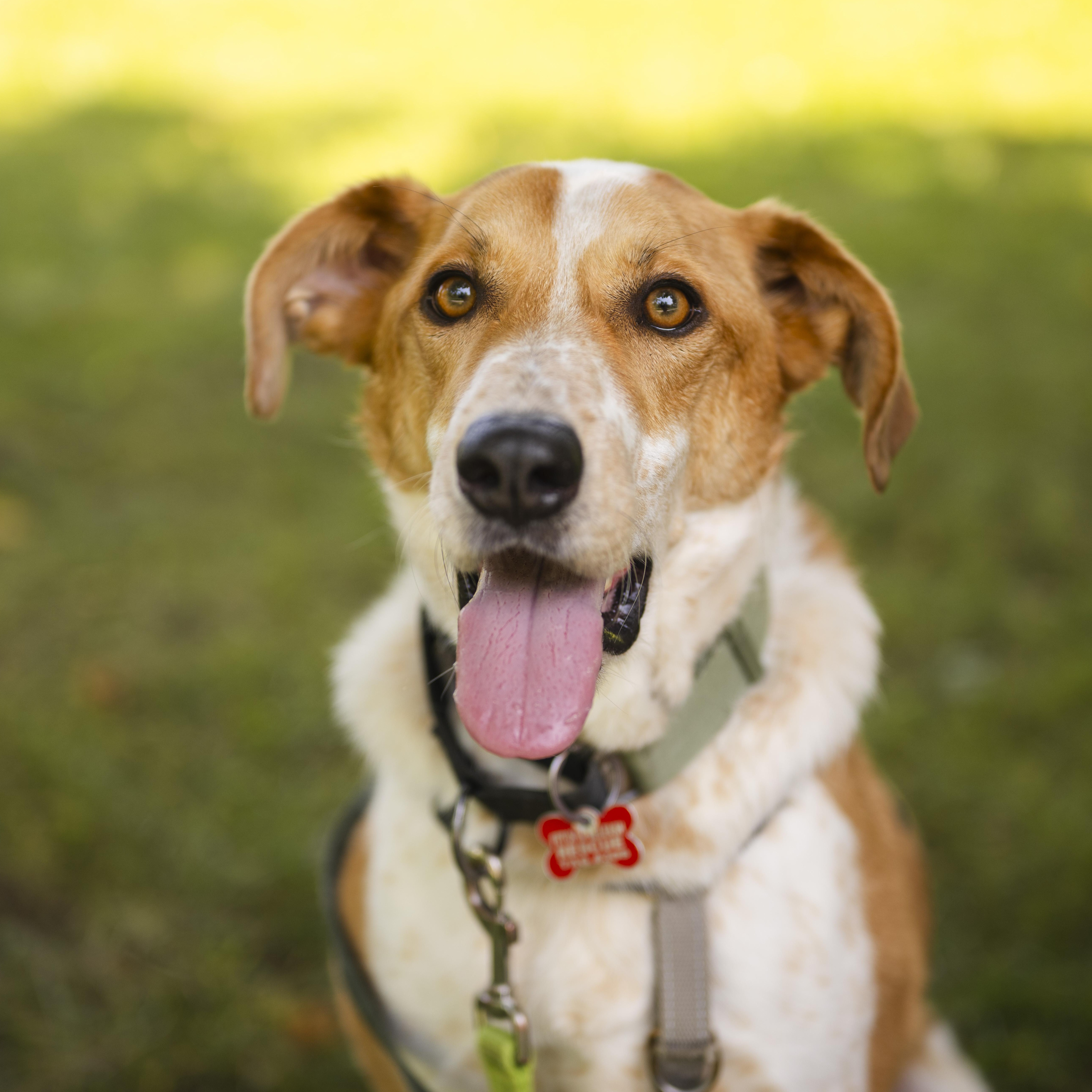 Enlarge Dexter, a Adoptable mixed breed in Mississauga, ON image 6/6
