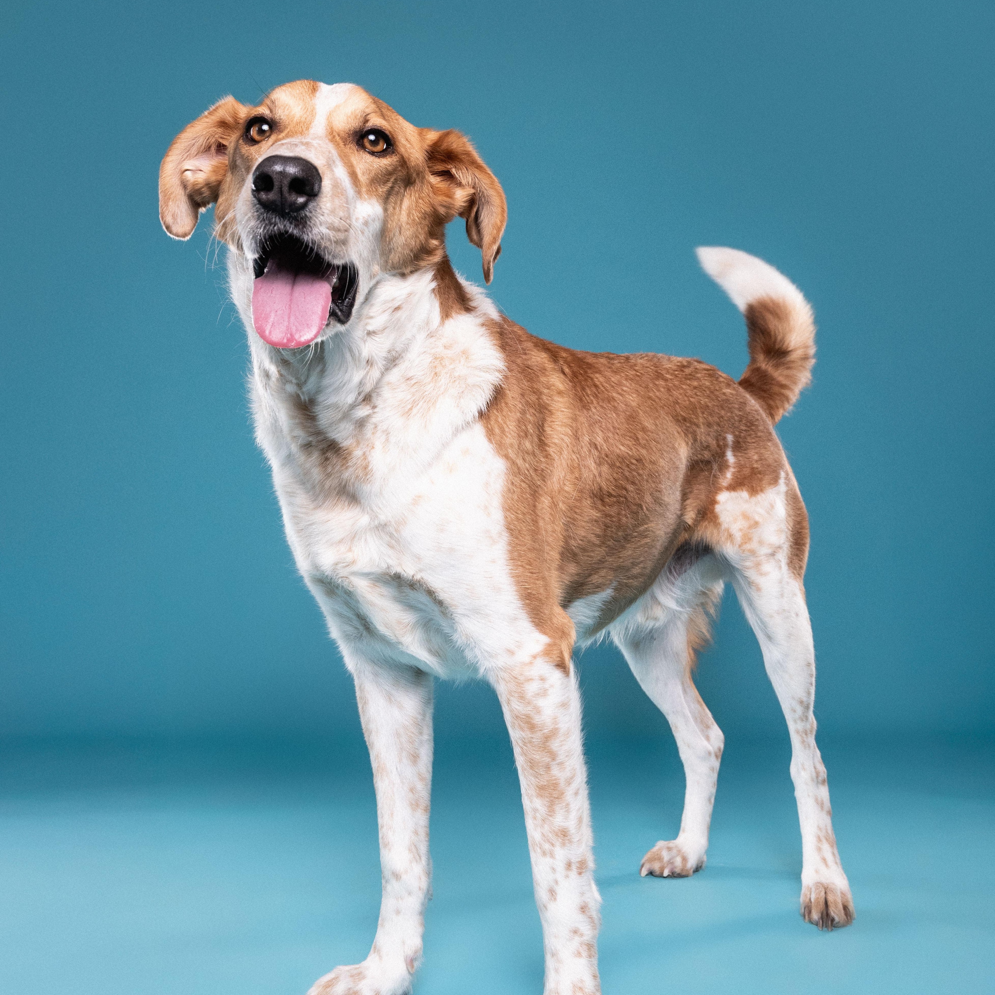 Enlarge Dexter, a Adoptable mixed breed in Mississauga, ON image 4/6