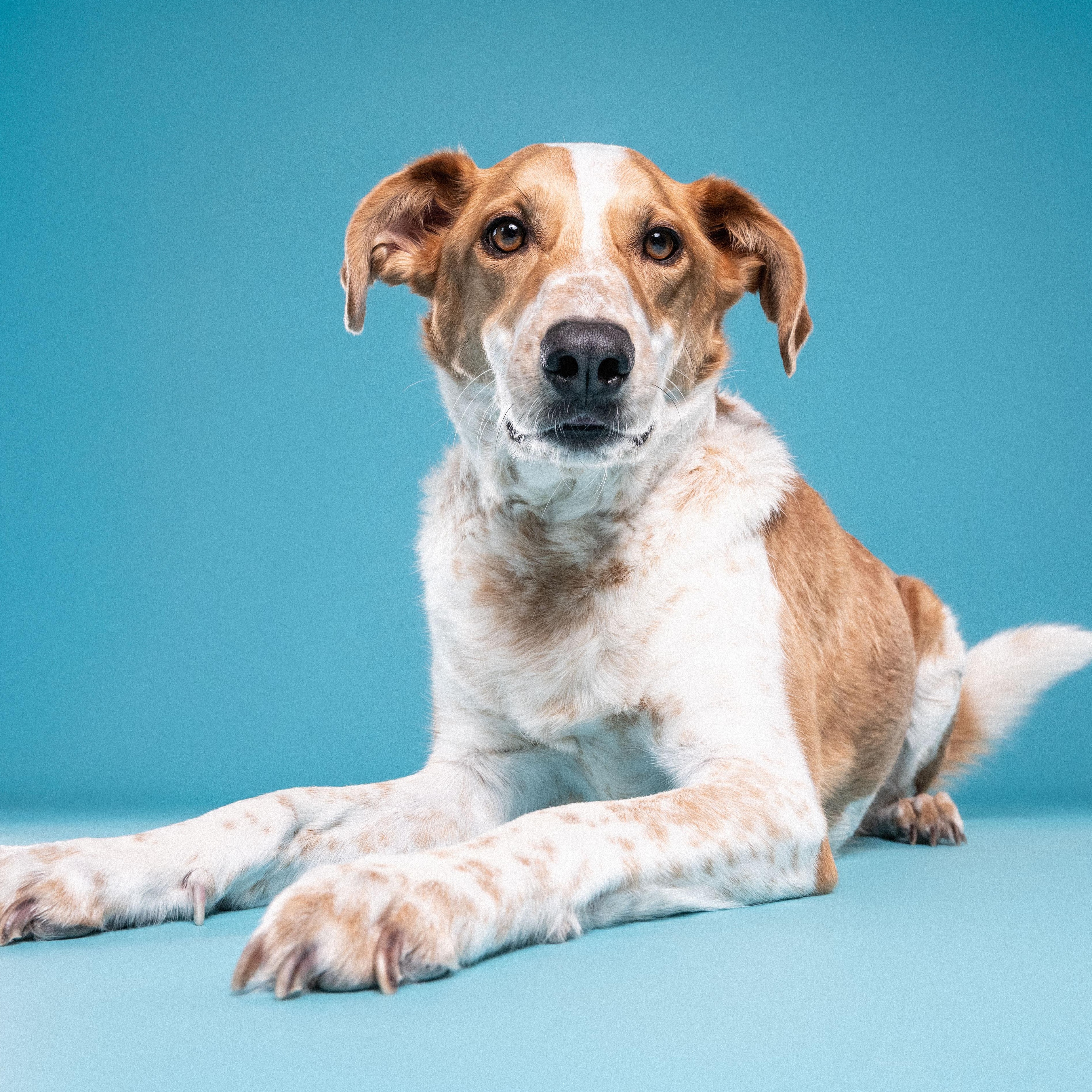 Enlarge Dexter, a Adoptable mixed breed in Mississauga, ON image 1/6
