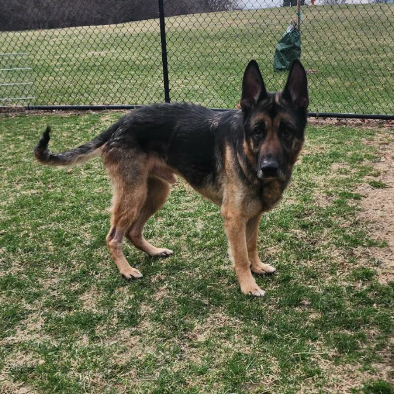 Weston, Adoptable, Senior Male German Shepherd Dog.