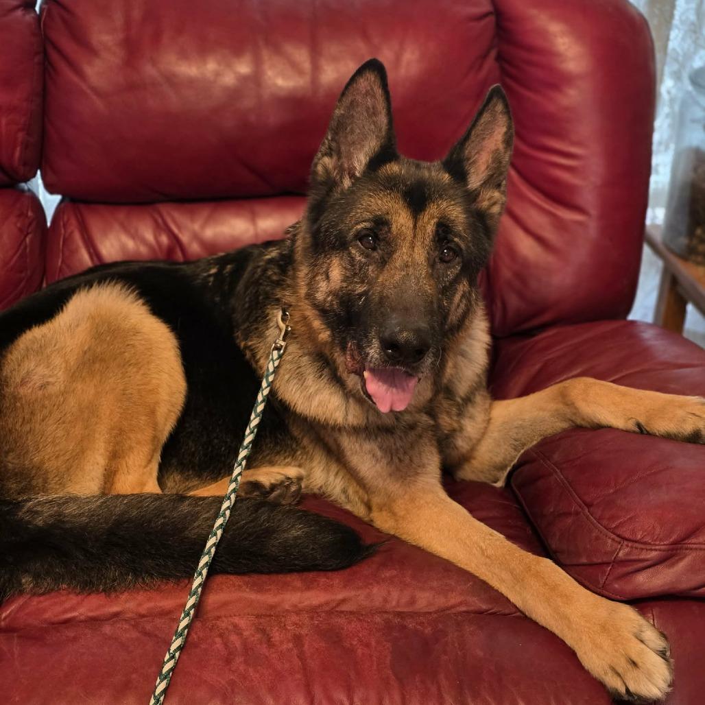 Enlarge Weston, a Adoptable German Shepherd Dog in Coralville, IA image 2/5