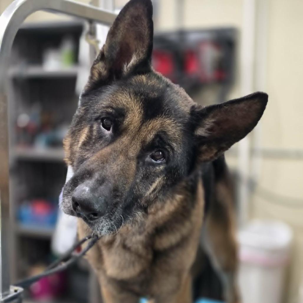 Enlarge Weston, a Adoptable German Shepherd Dog in Coralville, IA image 3/5