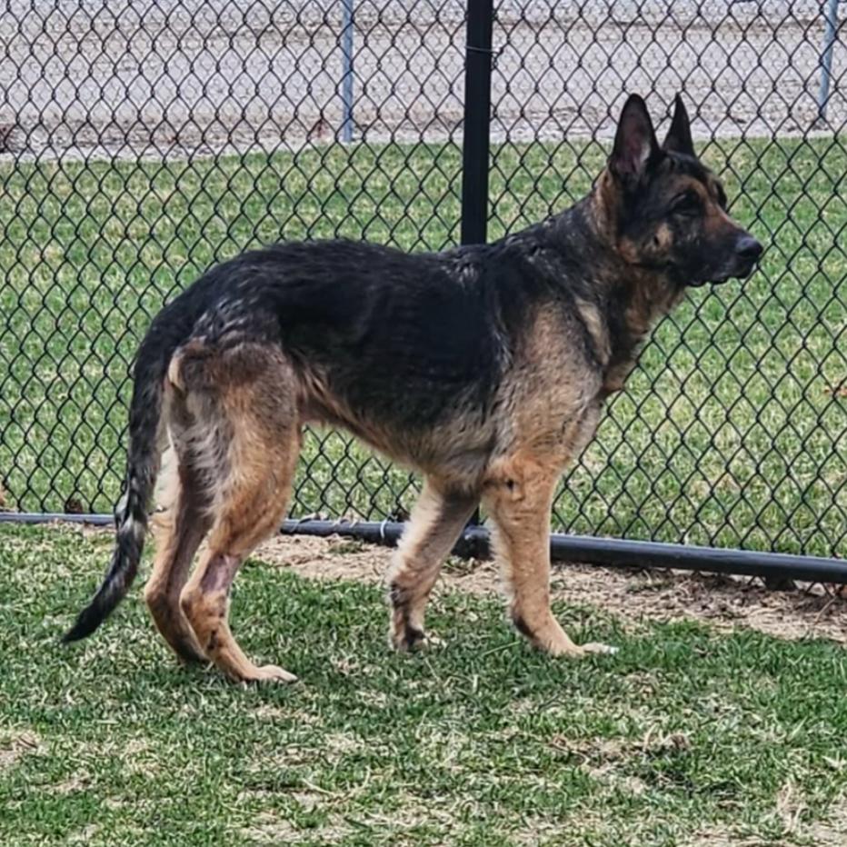 Enlarge Weston, a Adoptable German Shepherd Dog in Coralville, IA image 4/5