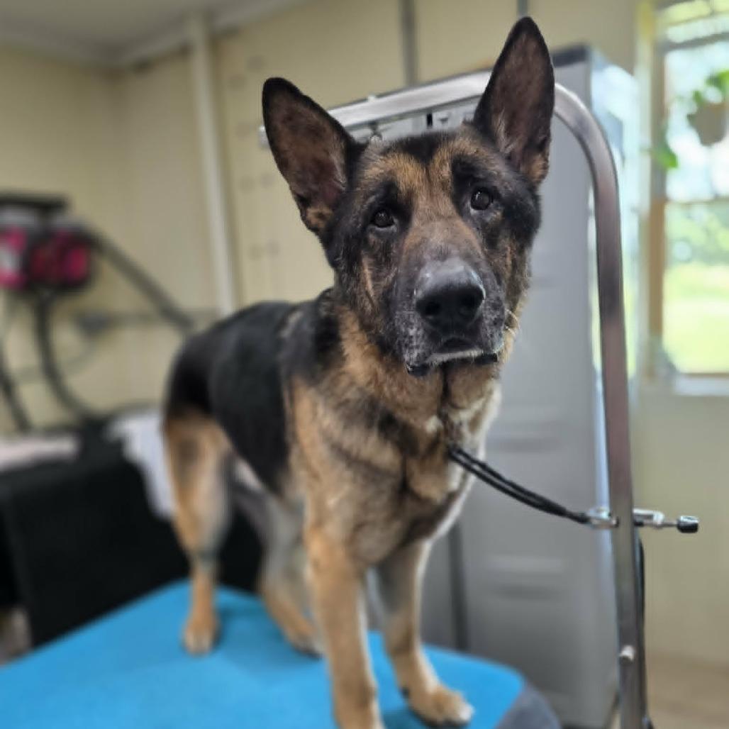 Enlarge Weston, a Adoptable German Shepherd Dog in Coralville, IA image 5/5