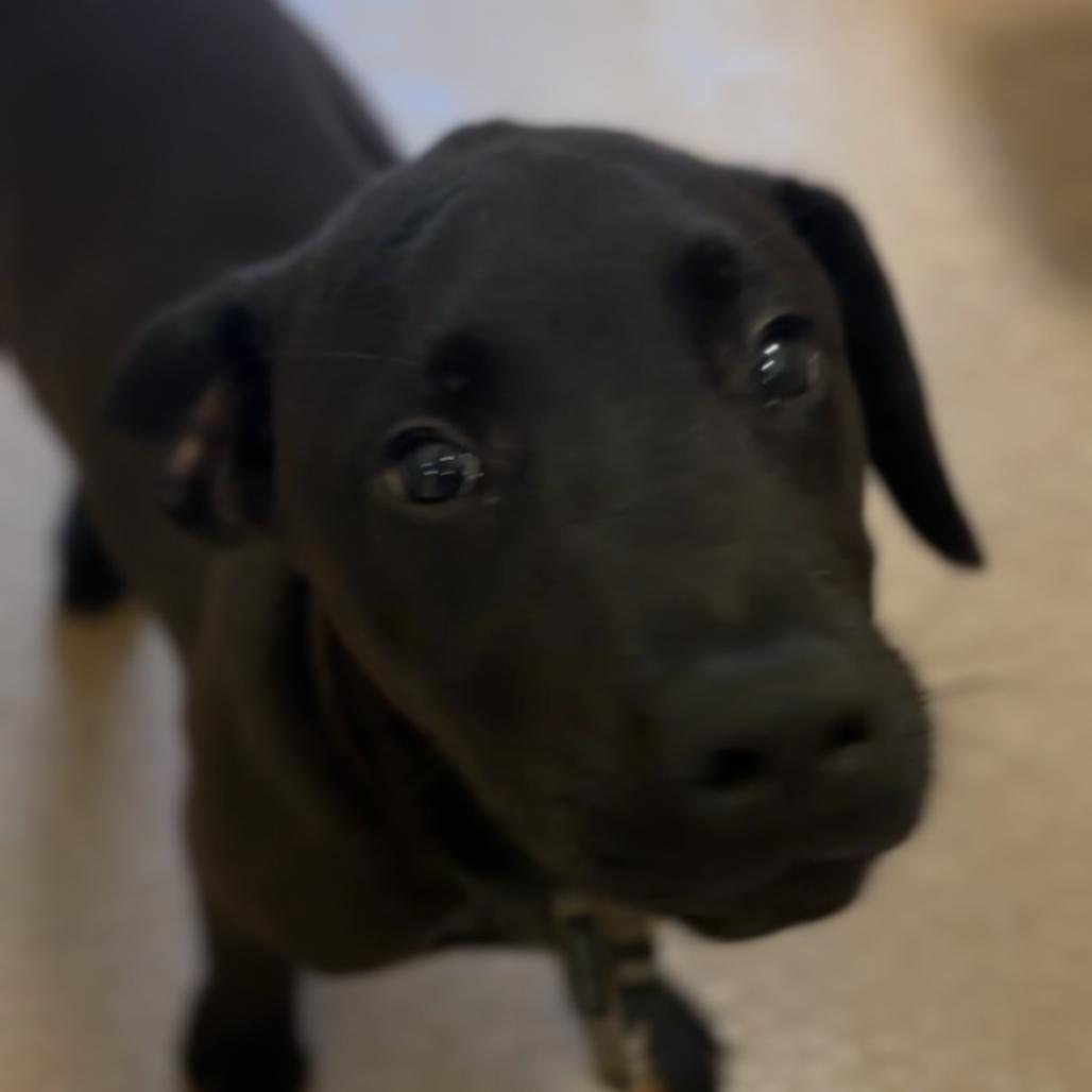 Beep, Adoptable, Young Male Black Labrador Retriever.