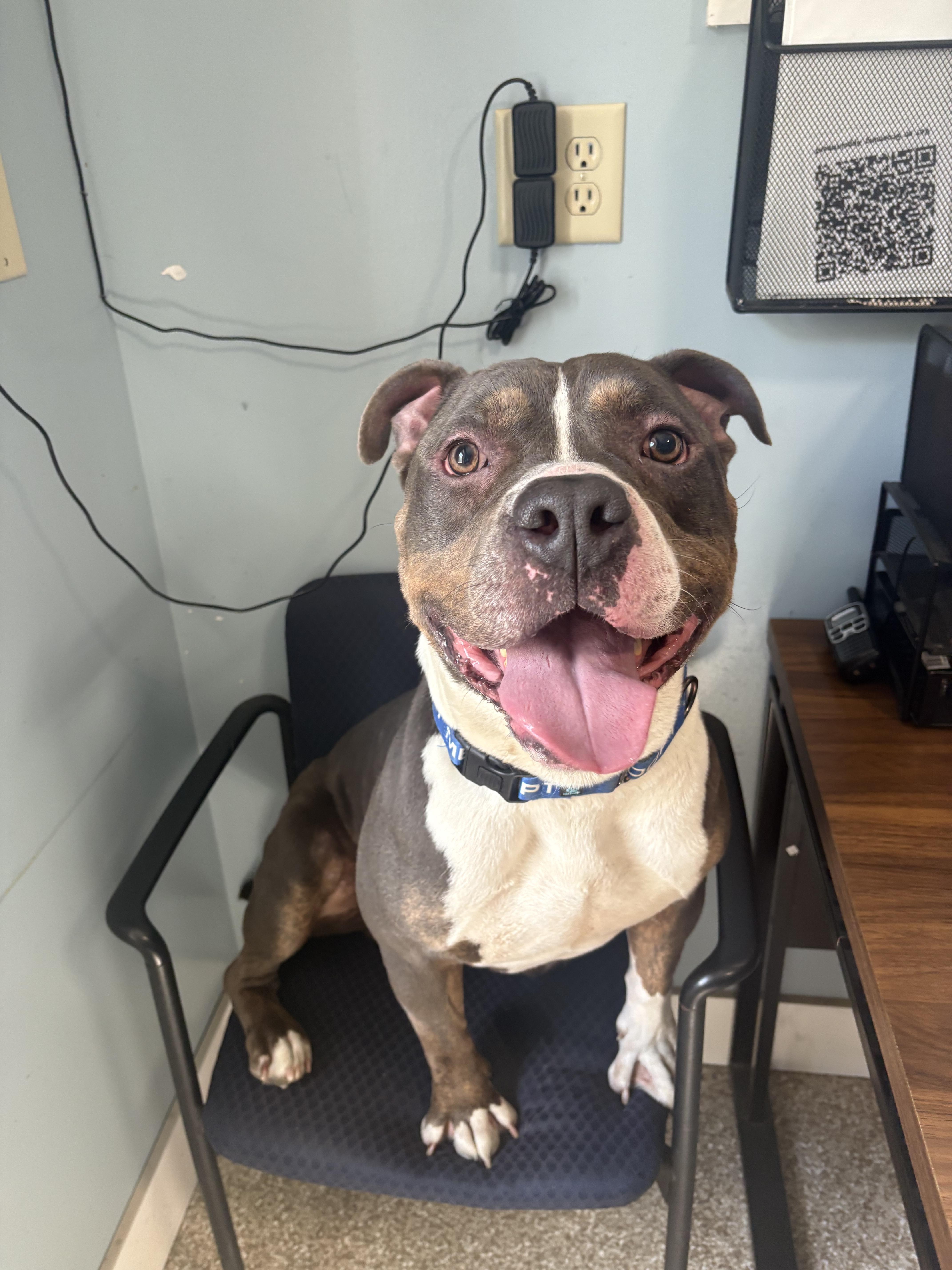 Greyson, Adoptable, Adult Male Pit Bull Terrier.