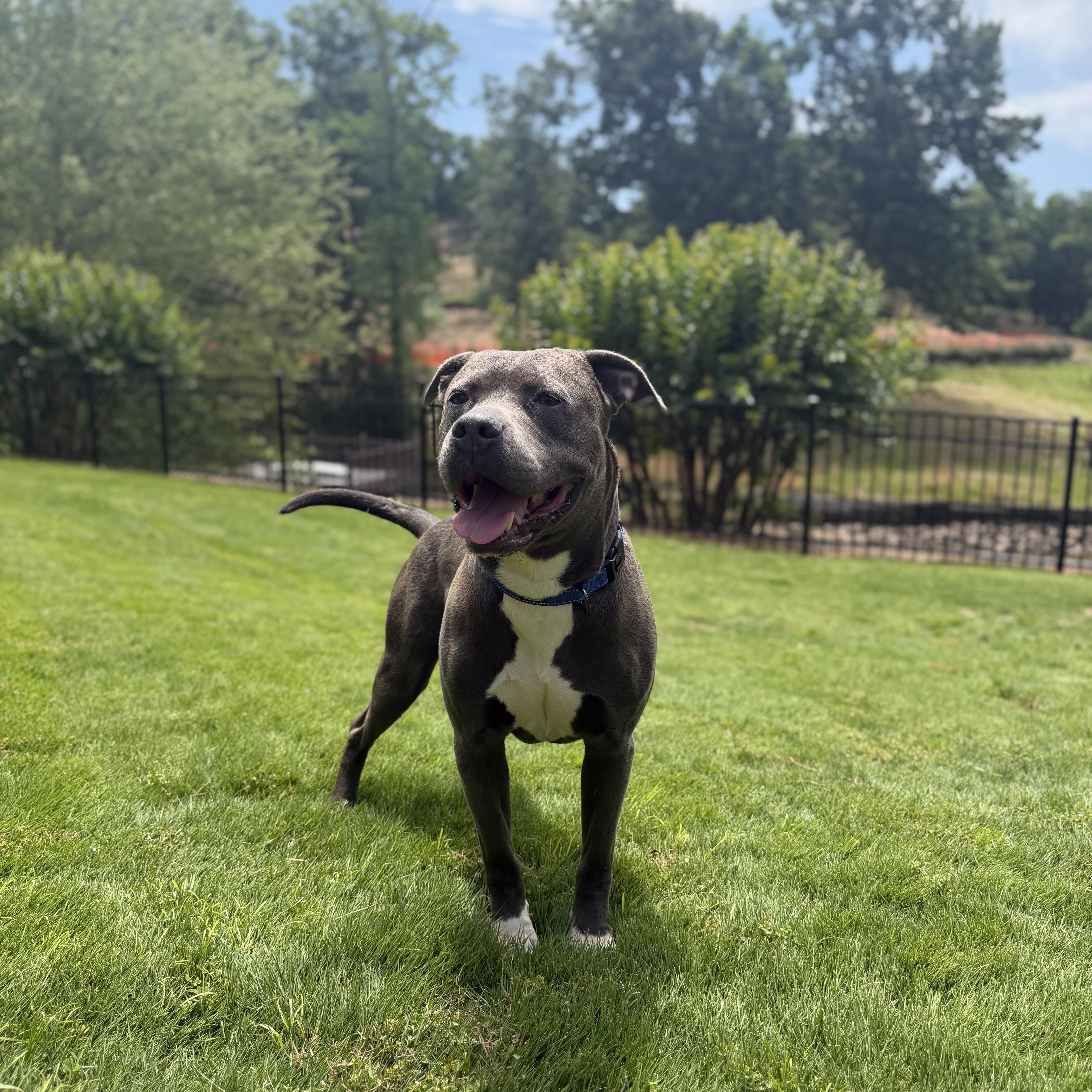 Danny, ADOPTABLE, Adult Male Pit Bull Terrier & Mixed Breed.