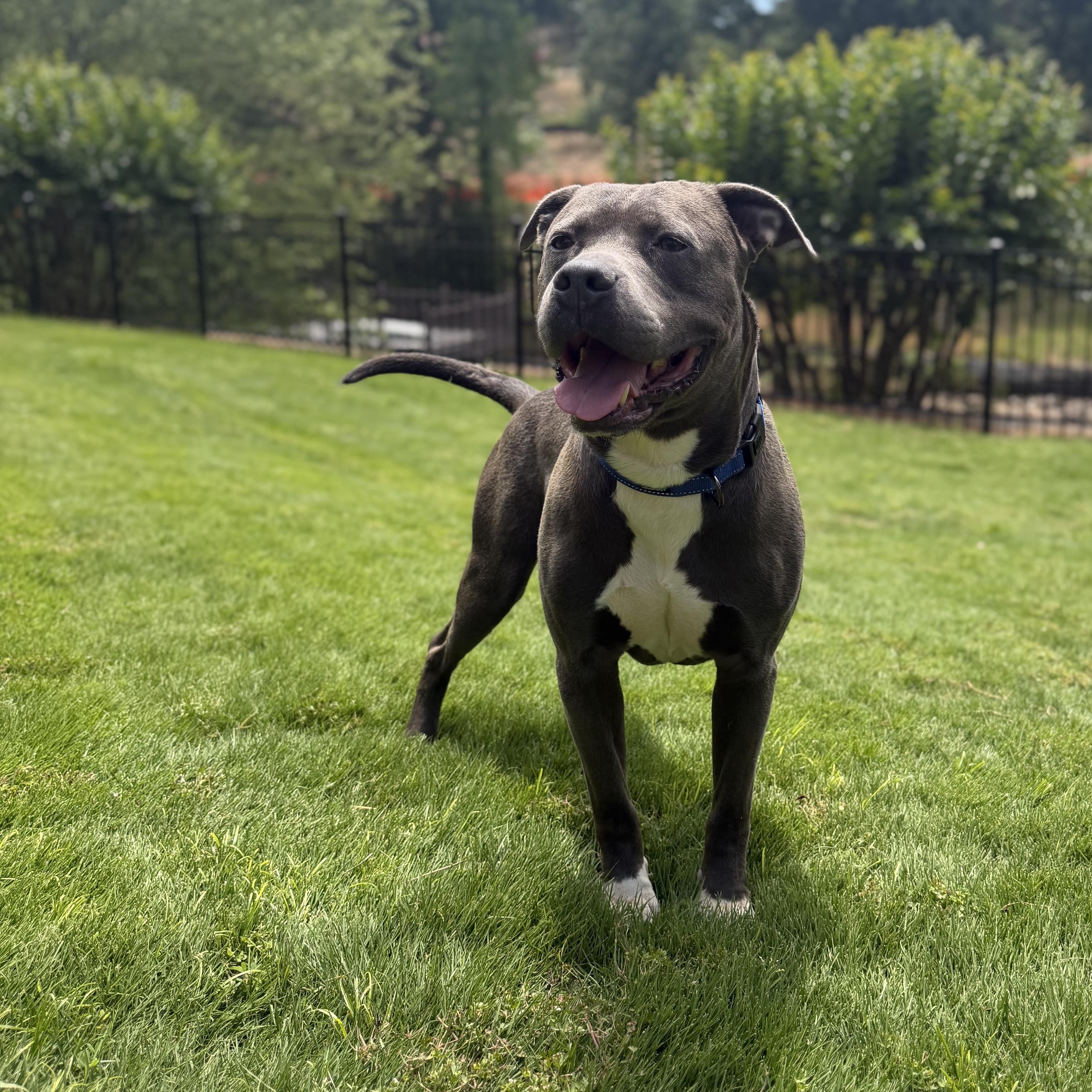 Enlarge Danny, a ADOPTABLE mixed breed in Rock Hill, SC image 1/6