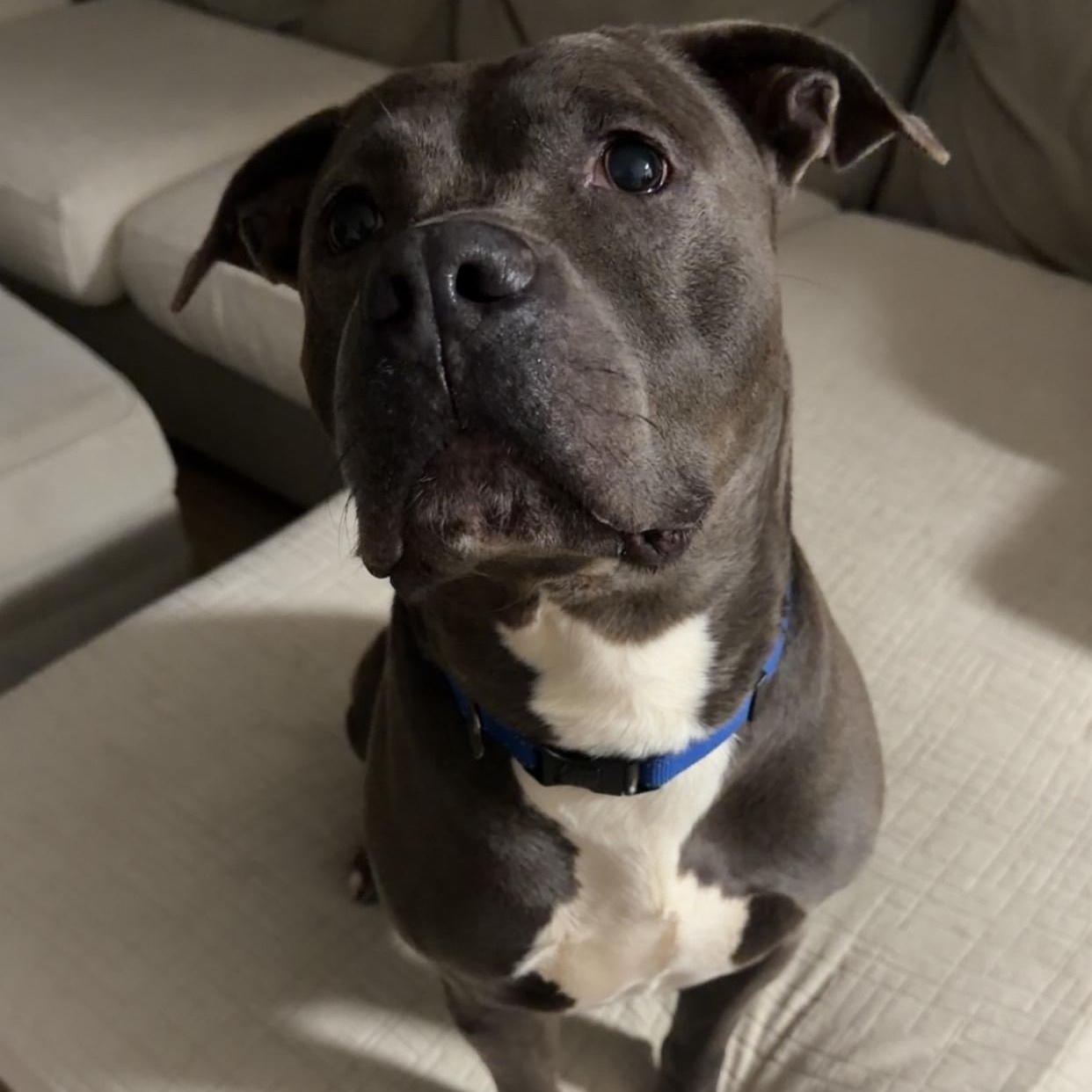 Danny, a ADOPTABLE mixed breed in Rock Hill, SC image 3/6