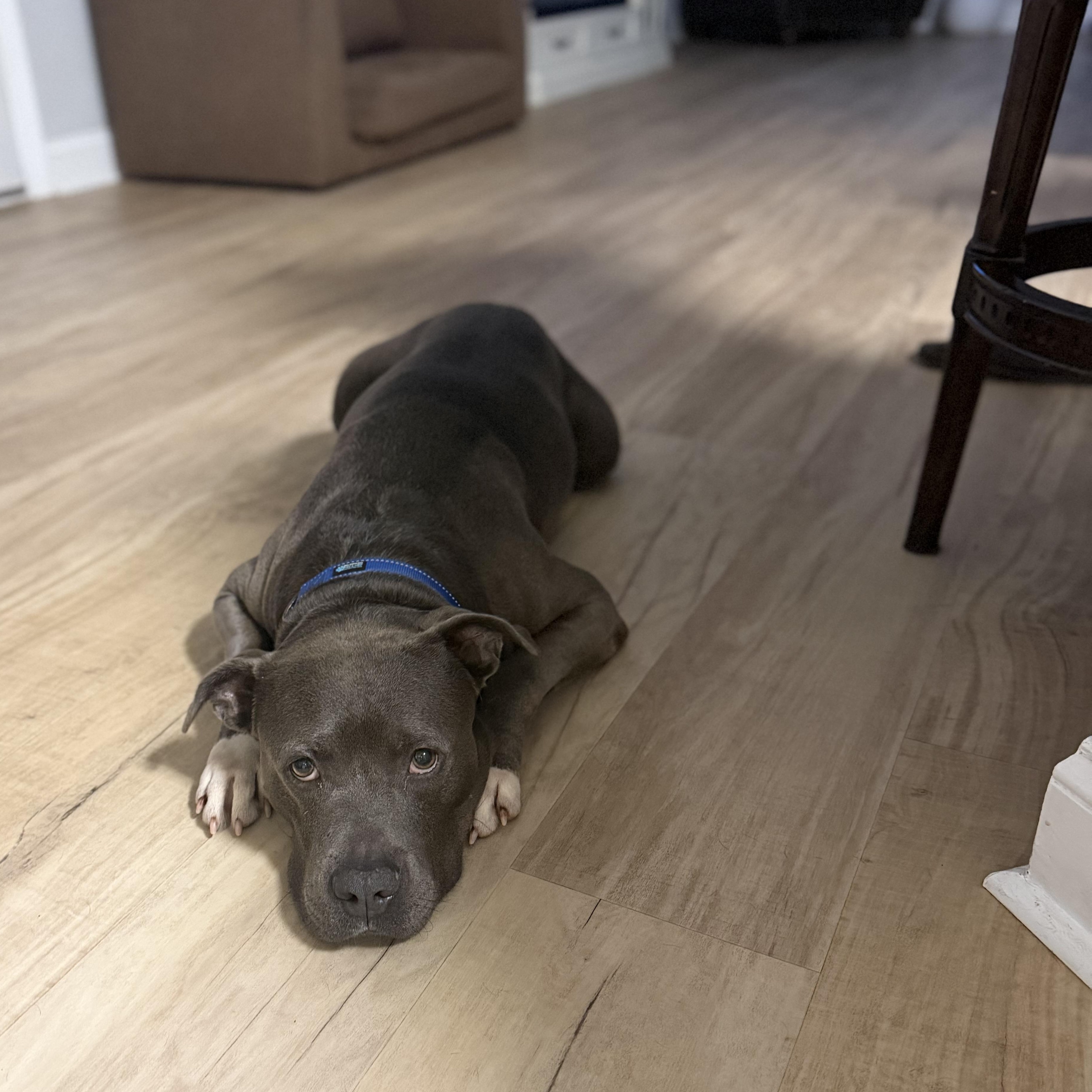 Enlarge Danny, a ADOPTABLE mixed breed in Rock Hill, SC image 2/6