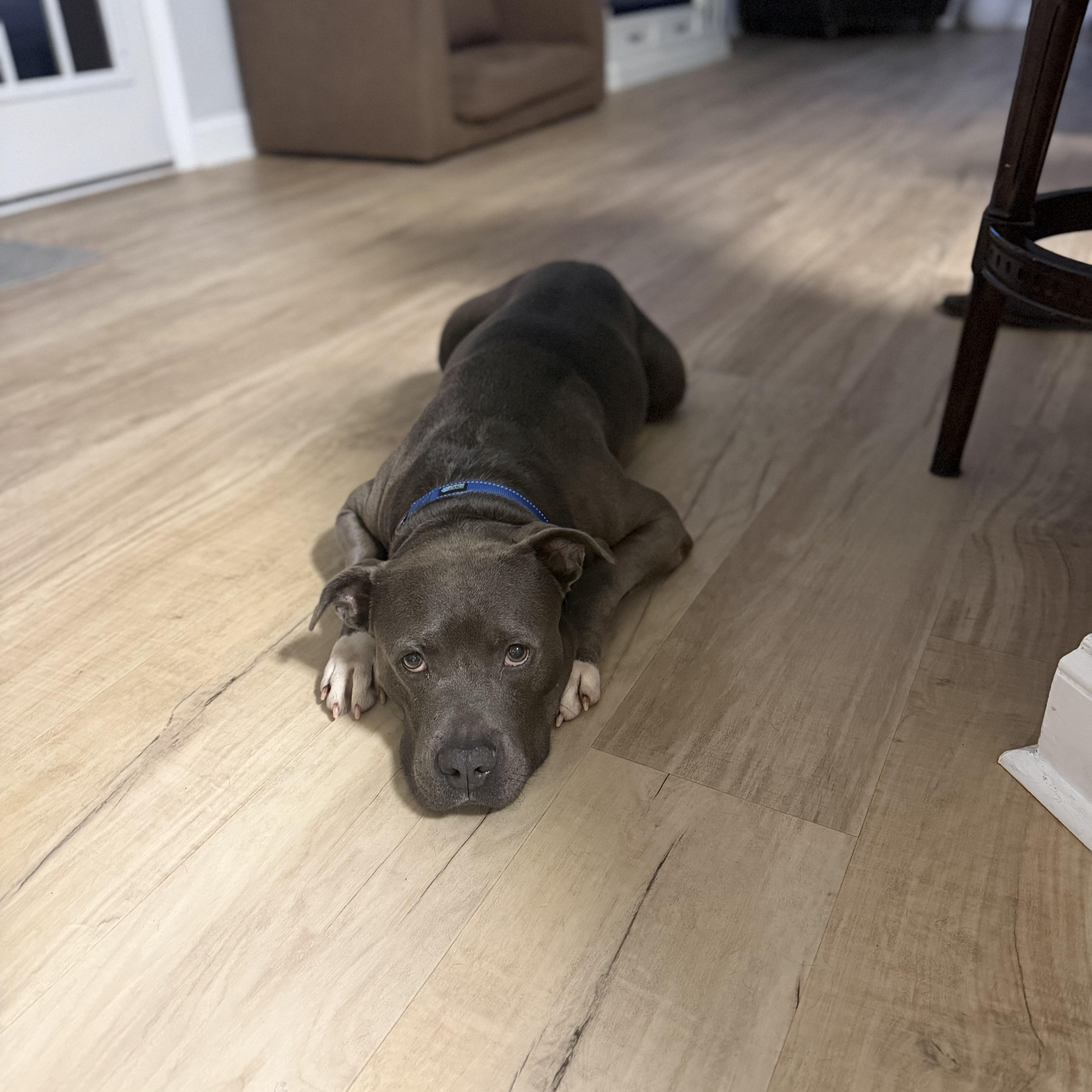 Danny, a ADOPTABLE mixed breed in Rock Hill, SC image 2/6