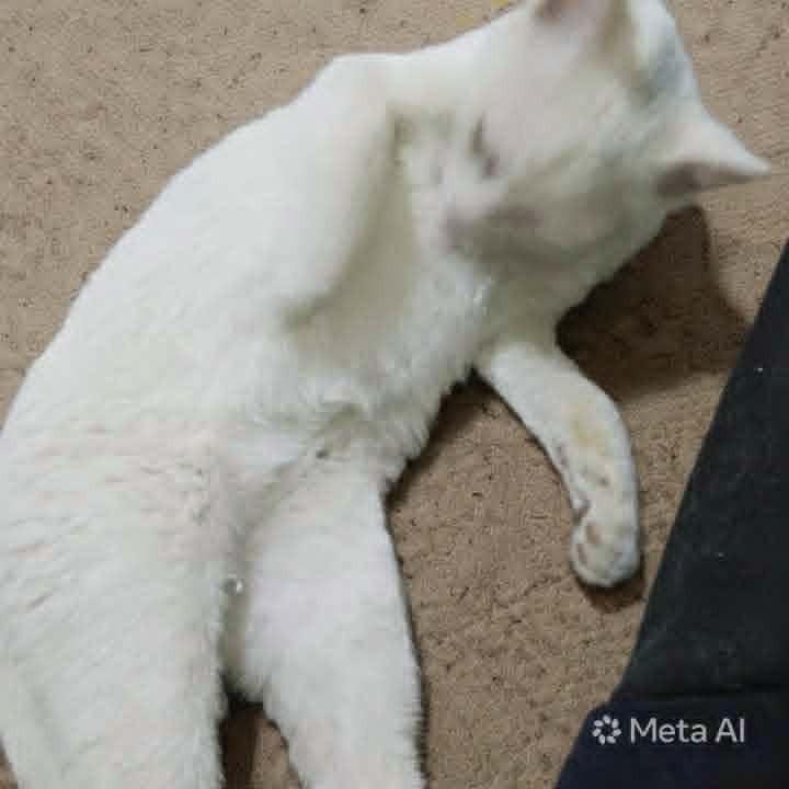 Enlarge Sahlab, a Adoptable Exotic Shorthair in WOLCOTT, CT image 2/5