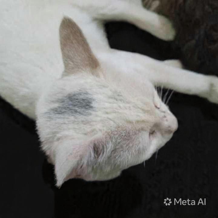 Enlarge Sahlab, a Adoptable Exotic Shorthair in WOLCOTT, CT image 3/5