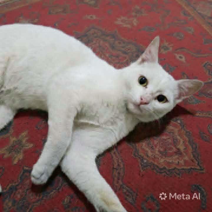 Enlarge Sahlab, a Adoptable Exotic Shorthair in WOLCOTT, CT image 4/5