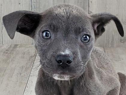 Enlarge Donatello, a Adoptable mixed breed in Shreveport, LA image 1/2