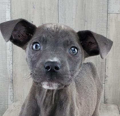 Enlarge Donatello, a Adoptable mixed breed in Shreveport, LA image 2/2