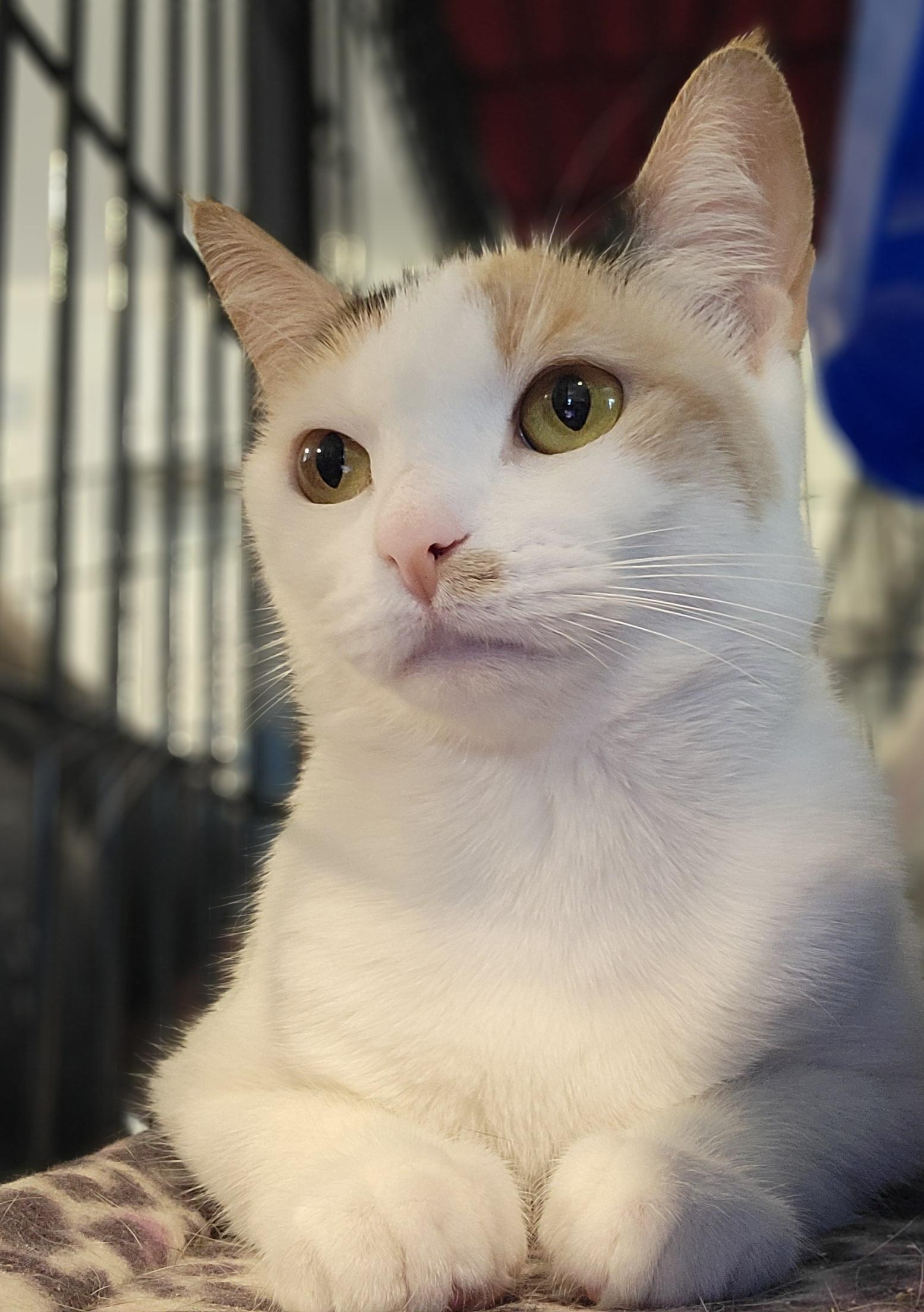 Enlarge Winona, a Adoptable Calico in Swartz Creek, MI image 4/6
