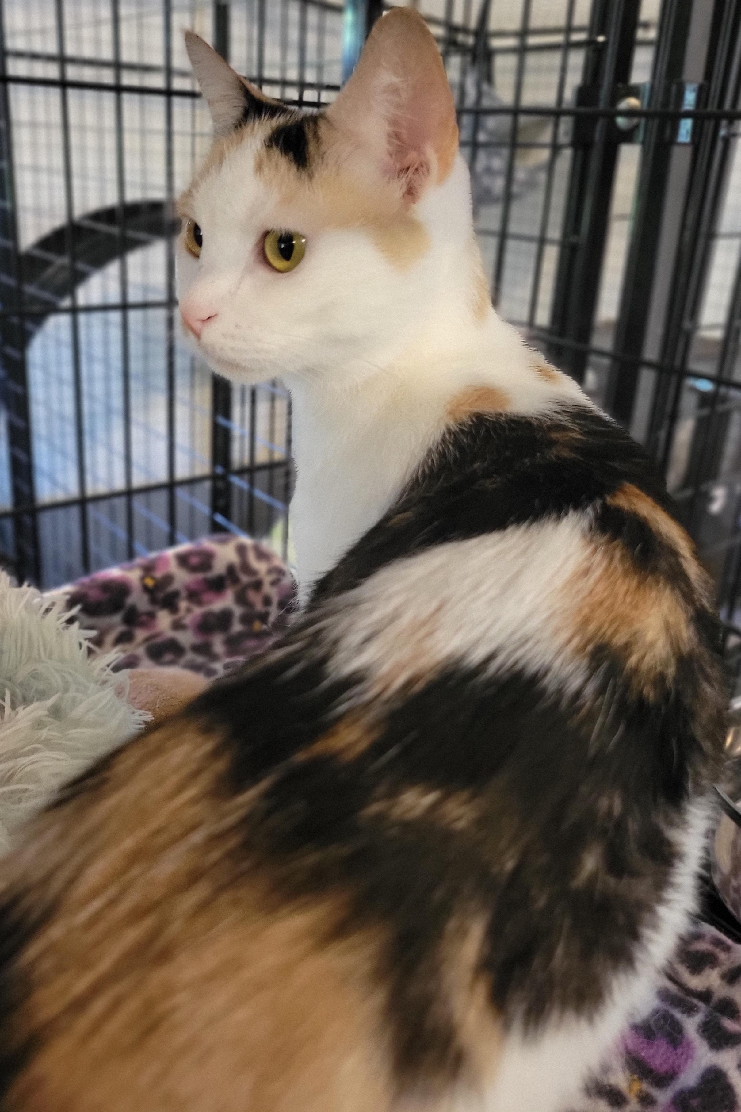 Enlarge Winona, a Adoptable Calico in Swartz Creek, MI image 2/6