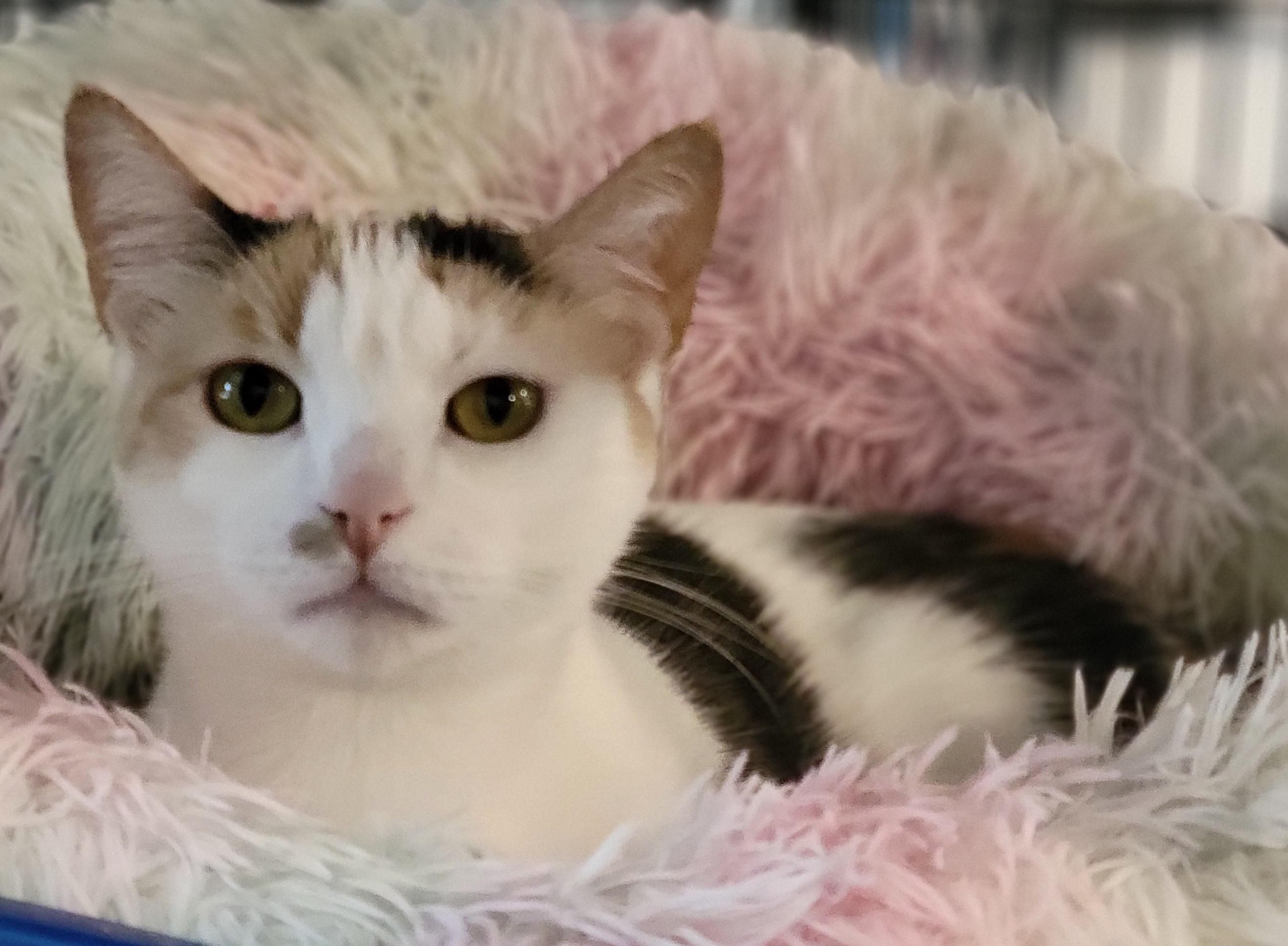 Enlarge Winona, a Adoptable Calico in Swartz Creek, MI image 5/6
