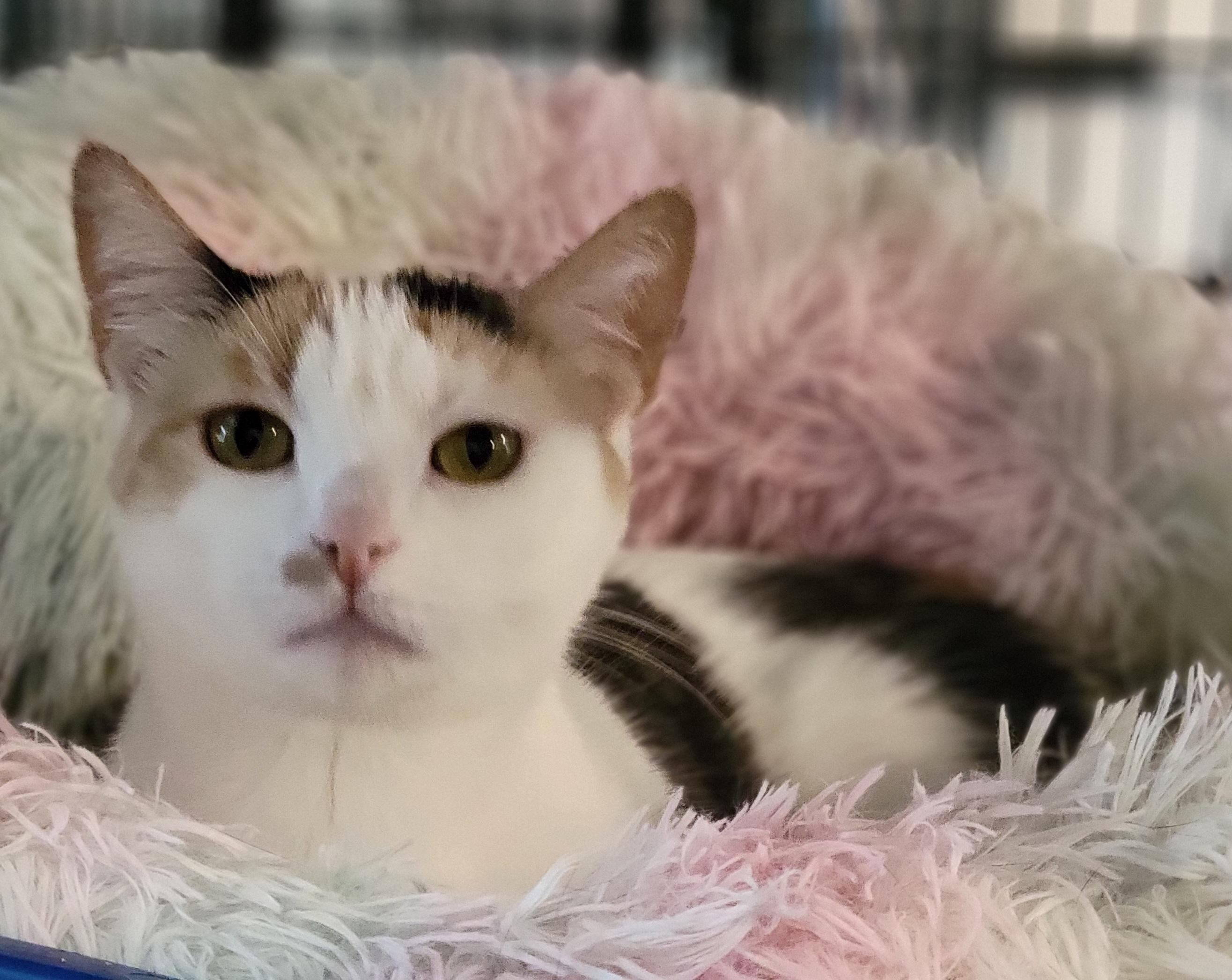 Enlarge Winona, a Adoptable Calico in Swartz Creek, MI image 6/6