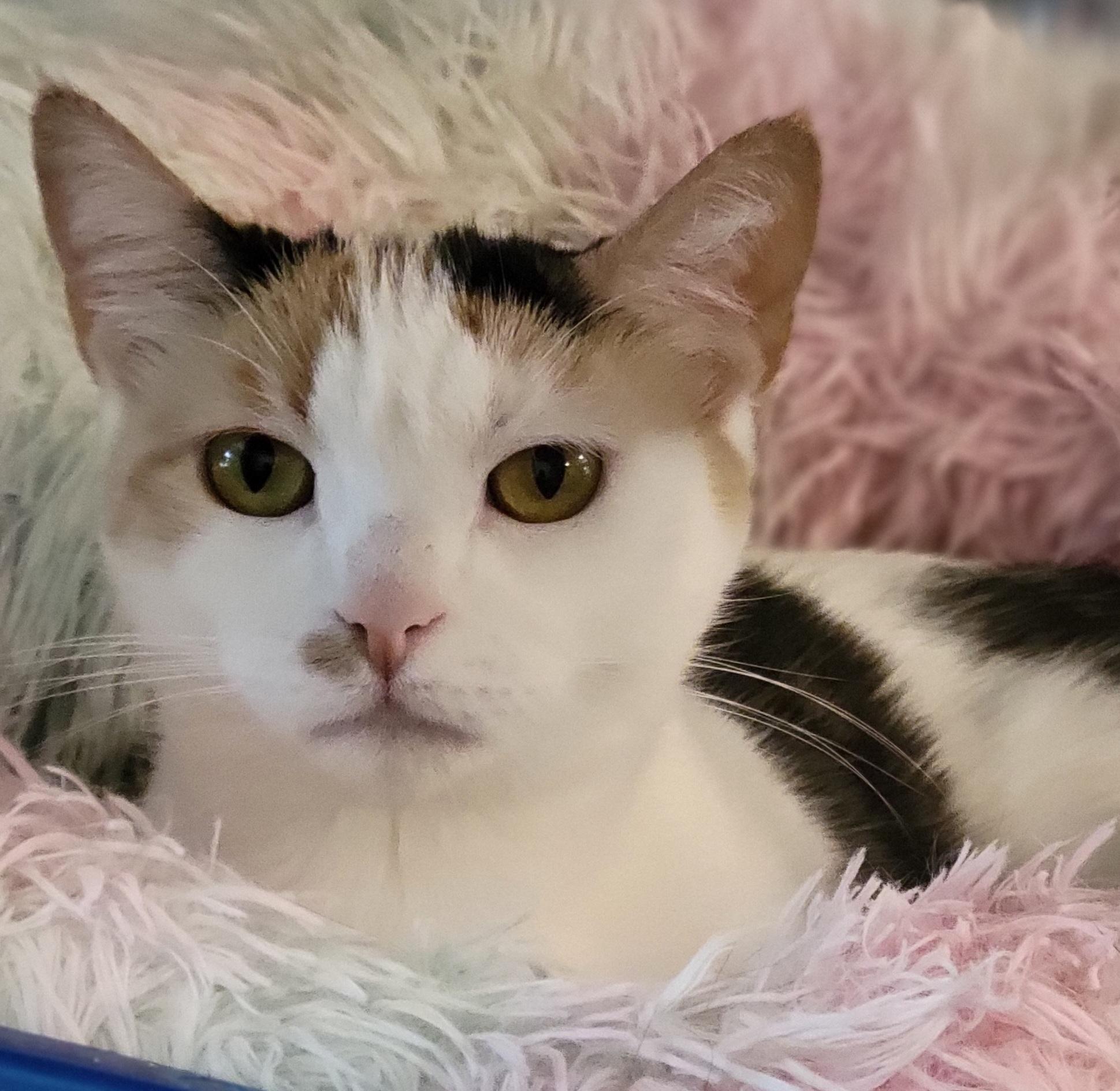 Winona, Adoptable, Young Female Calico.