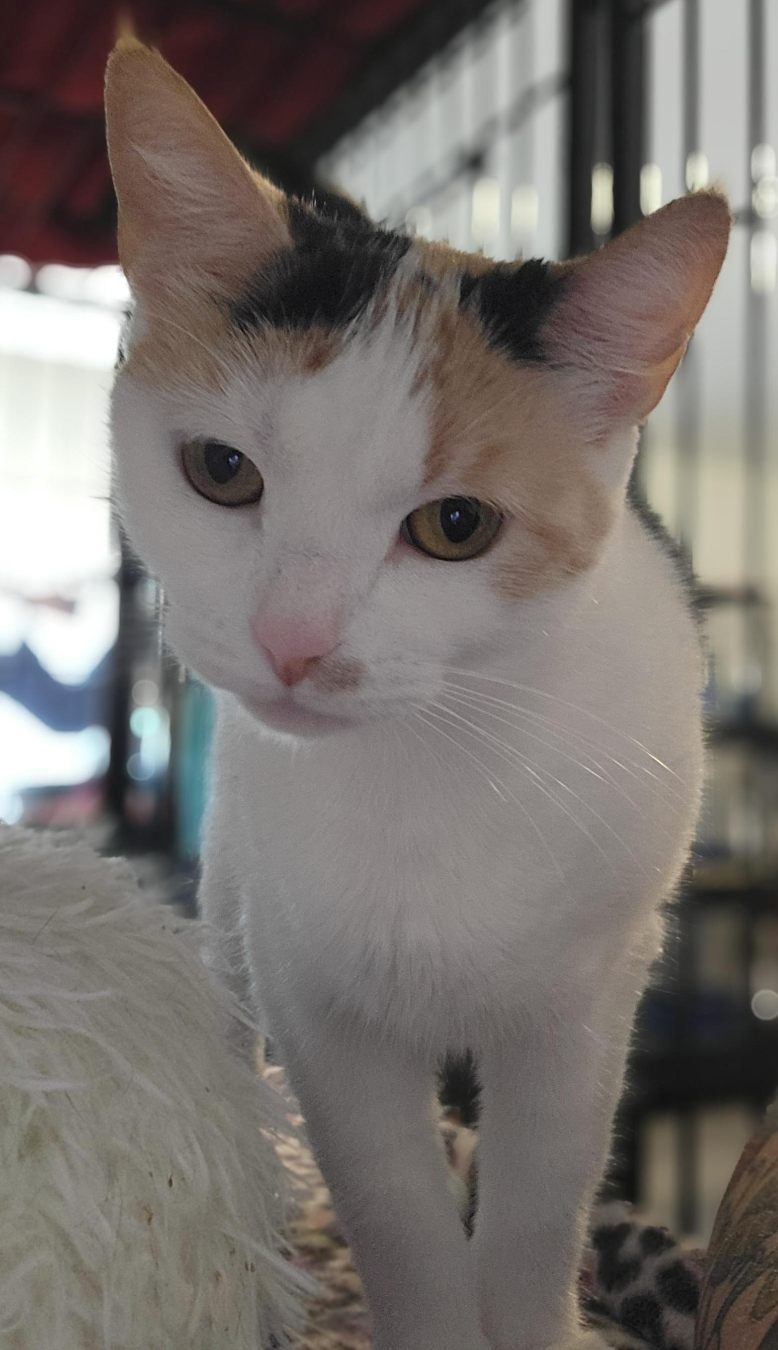 Enlarge Winona, a Adoptable Calico in Swartz Creek, MI image 3/6