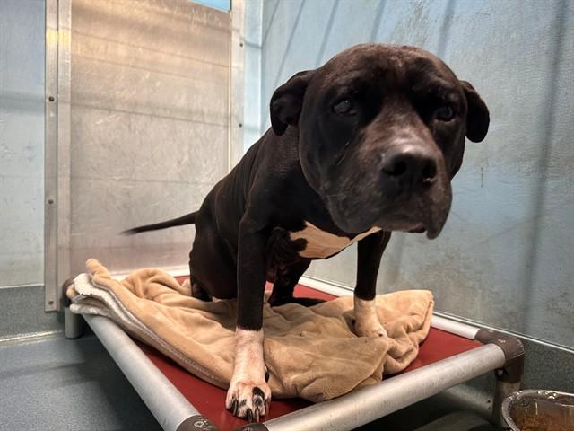 BEAR, Adoptable, Adult Male Pit Bull Terrier.