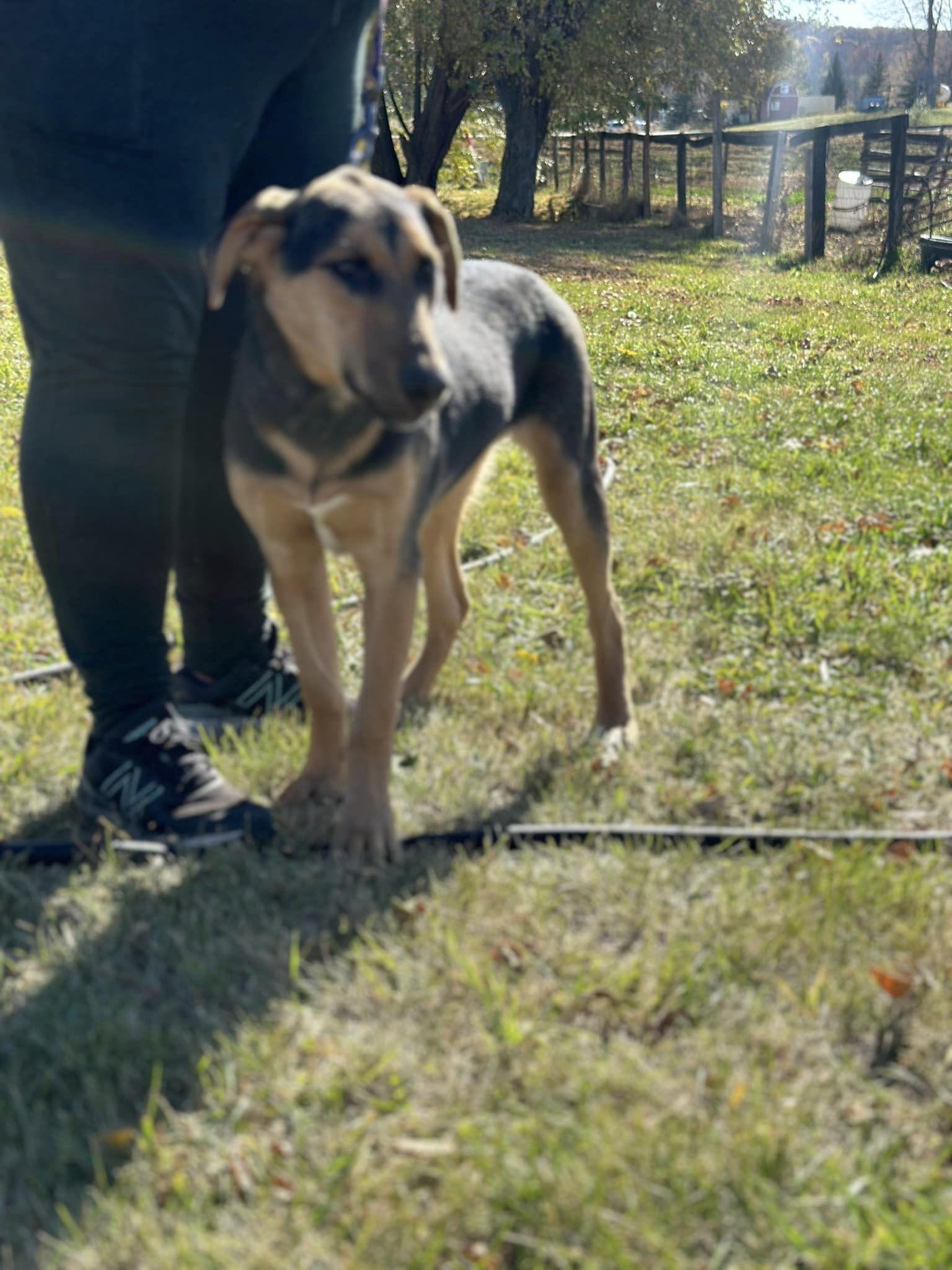 Mercedes, Adoptable, Young Female Shepherd & Husky.