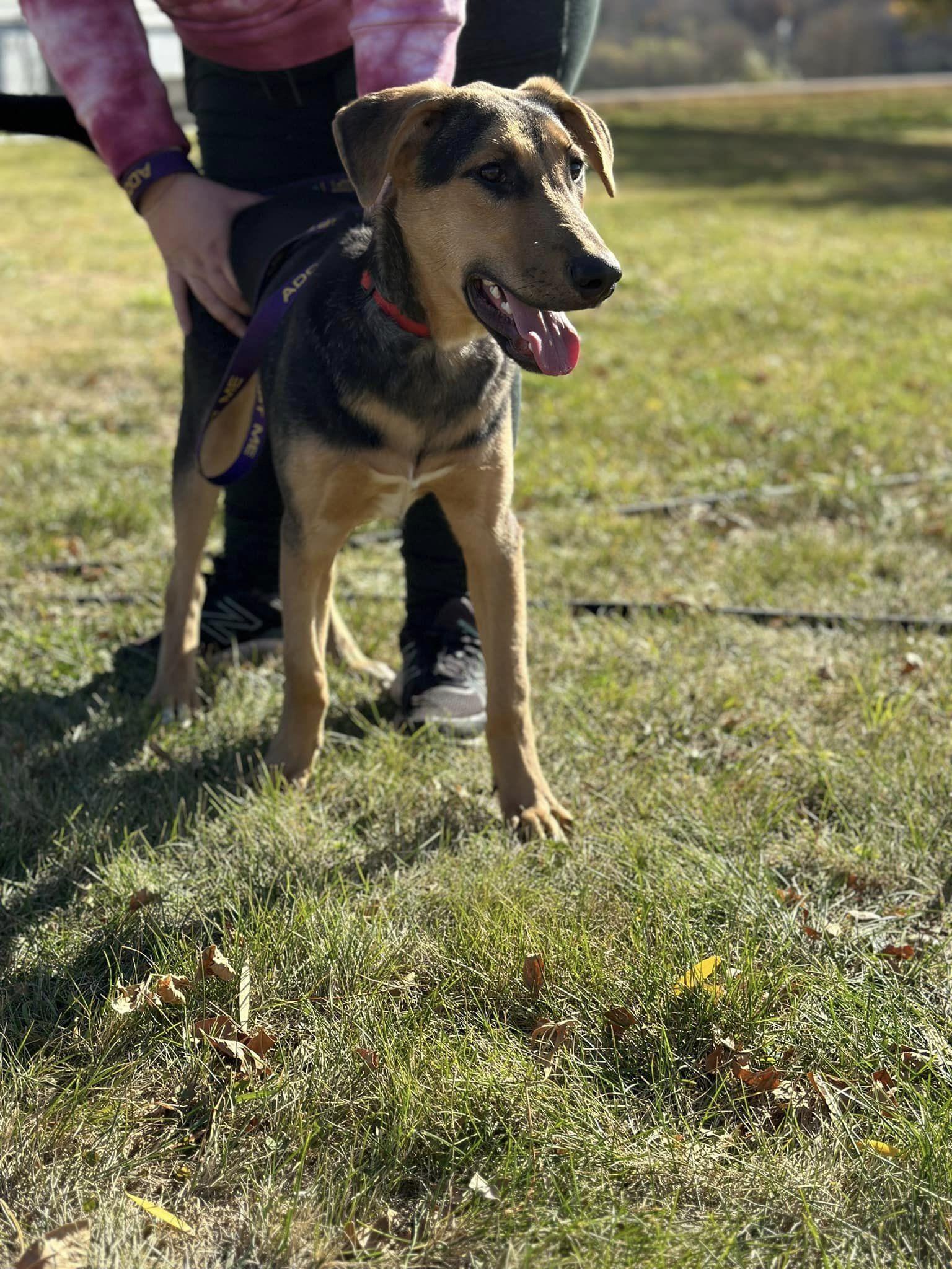 Mercedes, a Adoptable mixed breed in Lakeville, MN image 2/5