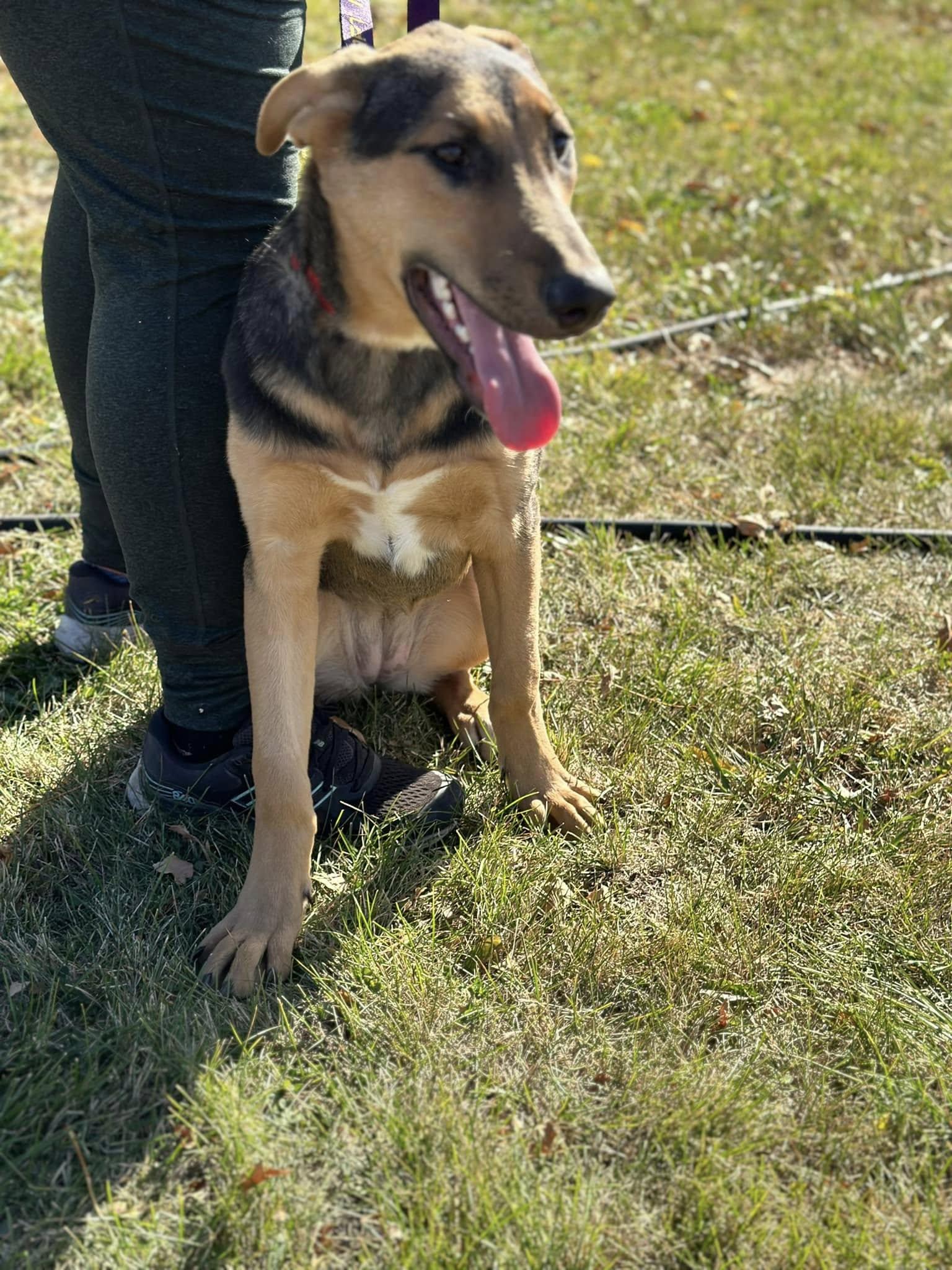 Mercedes, a Adoptable mixed breed in Lakeville, MN image 3/5