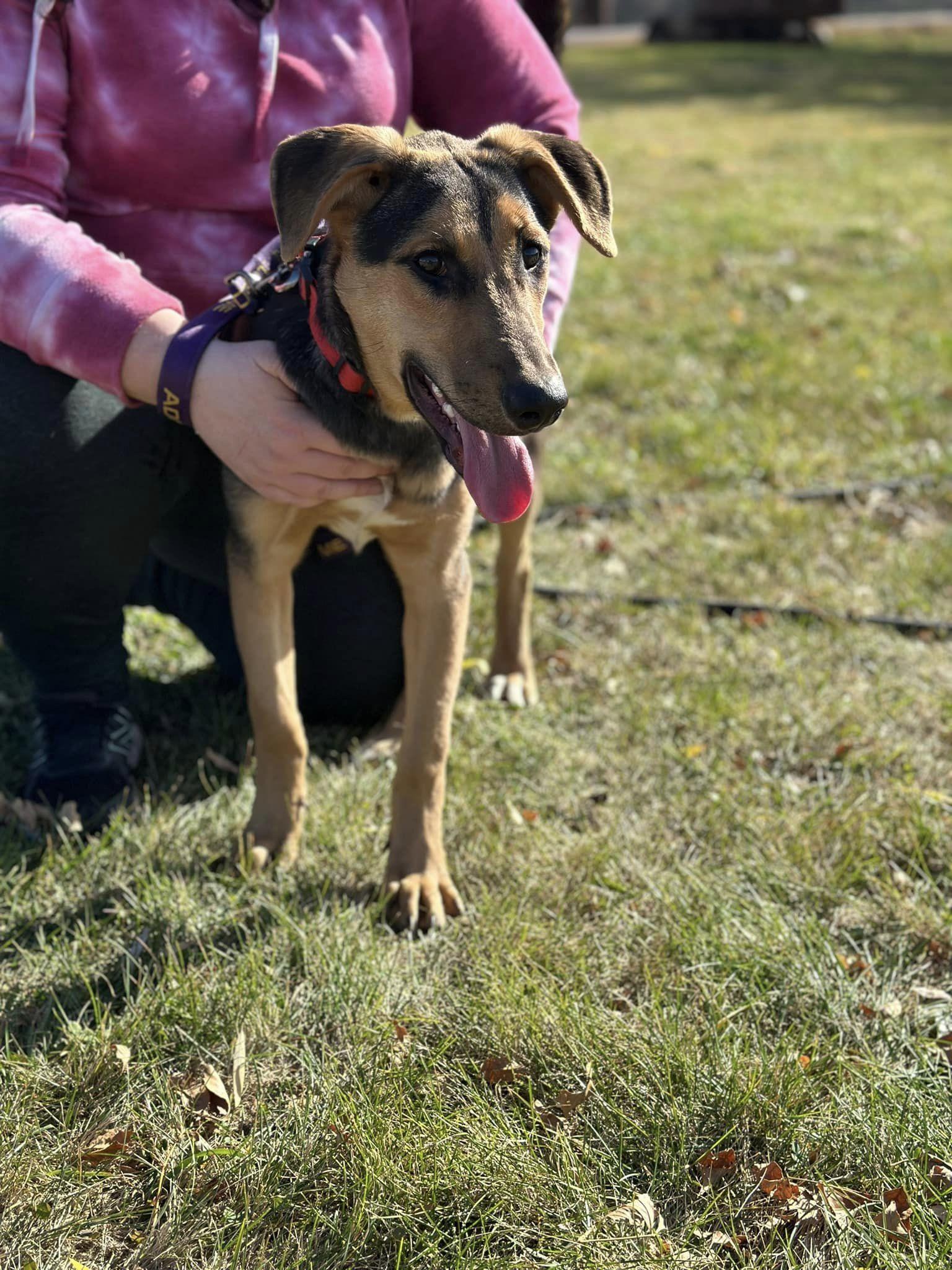 Mercedes, a Adoptable mixed breed in Lakeville, MN image 4/5